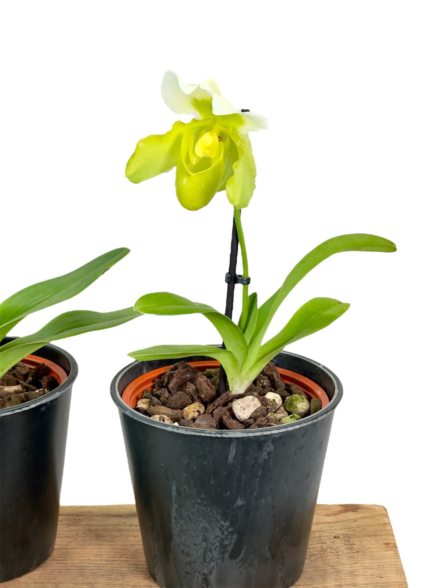Paphiopedilum Sanderae ''SP''