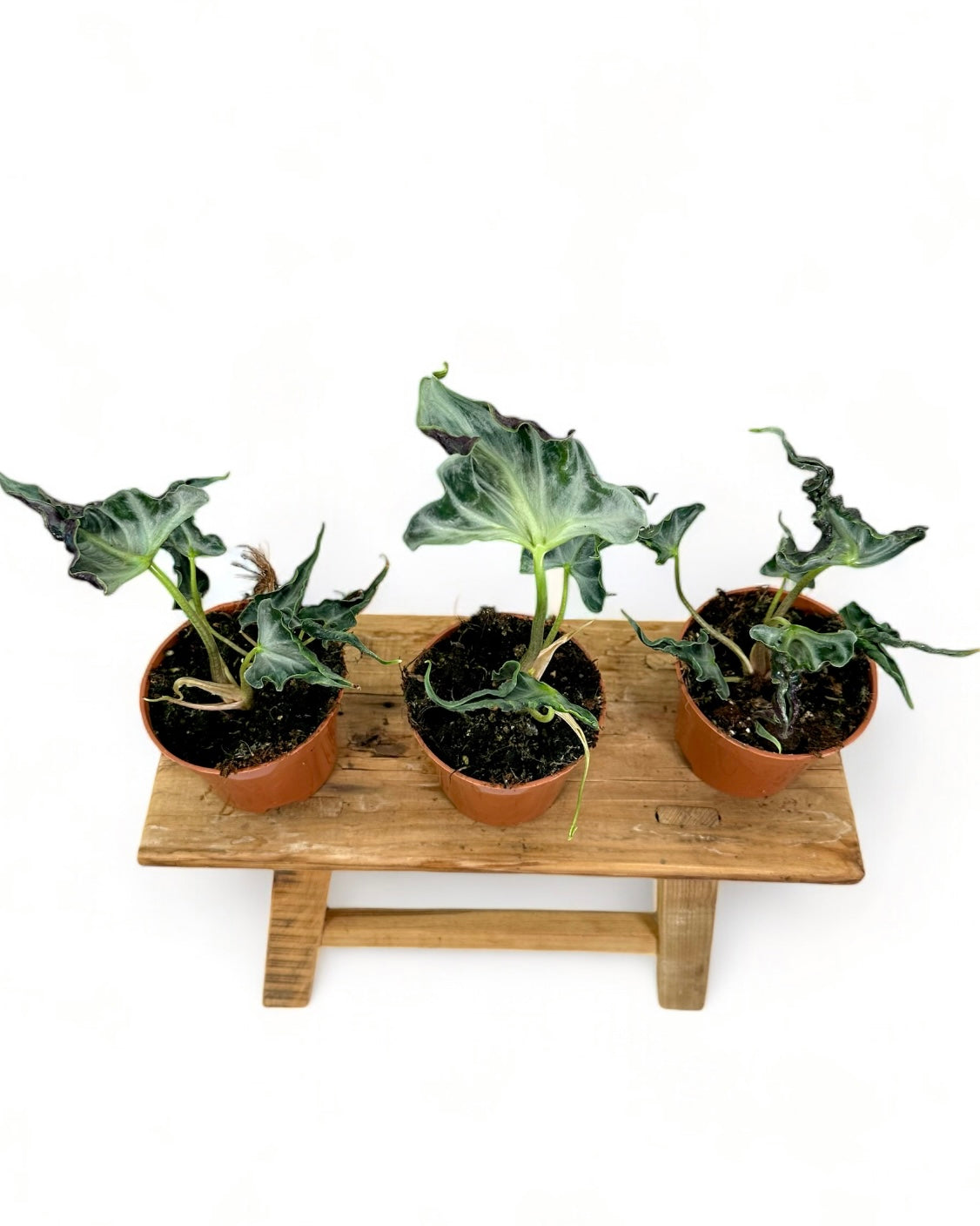 Alocasia Loco