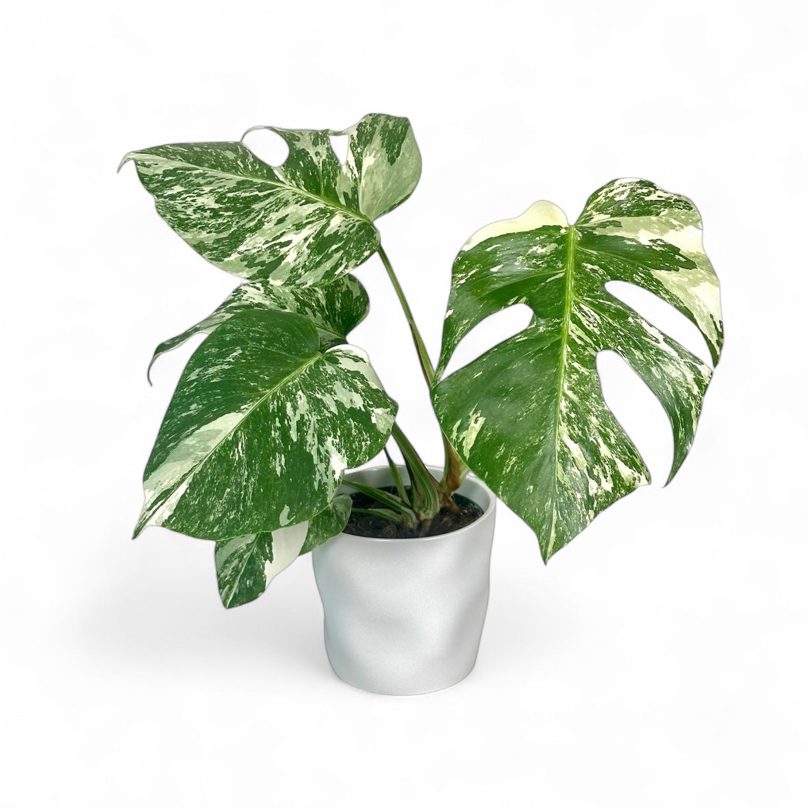 Cache-pot 'Cloud' Ø12.5 cm