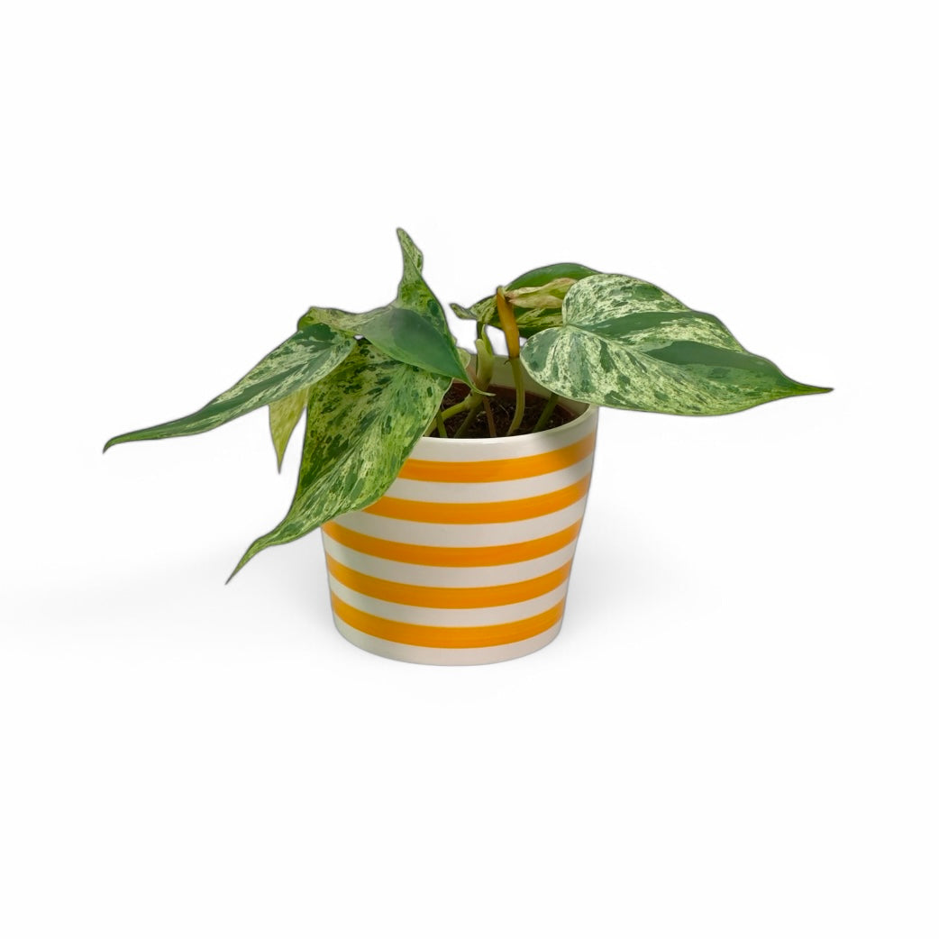 Cache-pot 'Sunny' Ø10.5 cm