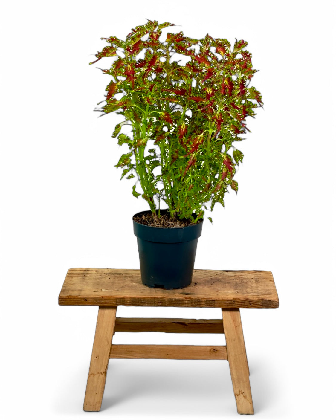 Coleus/Solenostemon Hybrid ''SP''