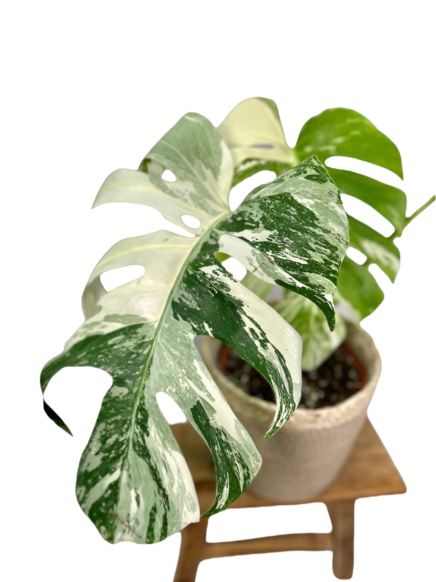 Monstera Deliciosa variegata 1001