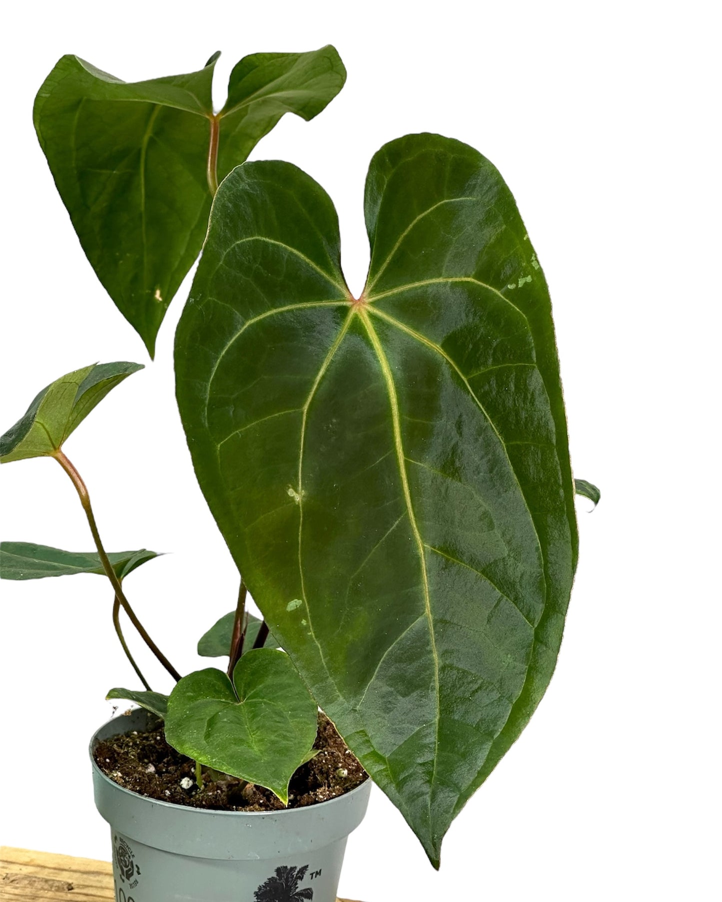 Anthurium Dark Phoenix