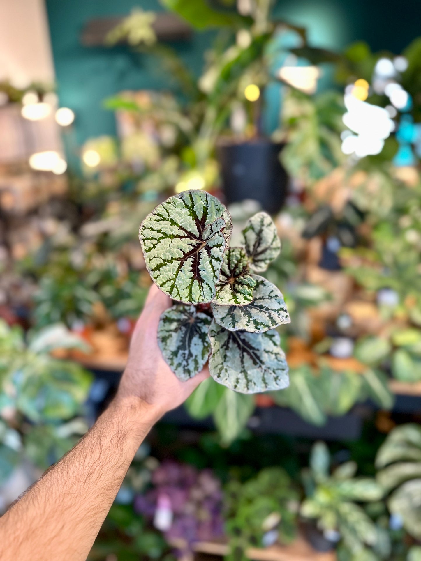 Begonia Rex Fedor