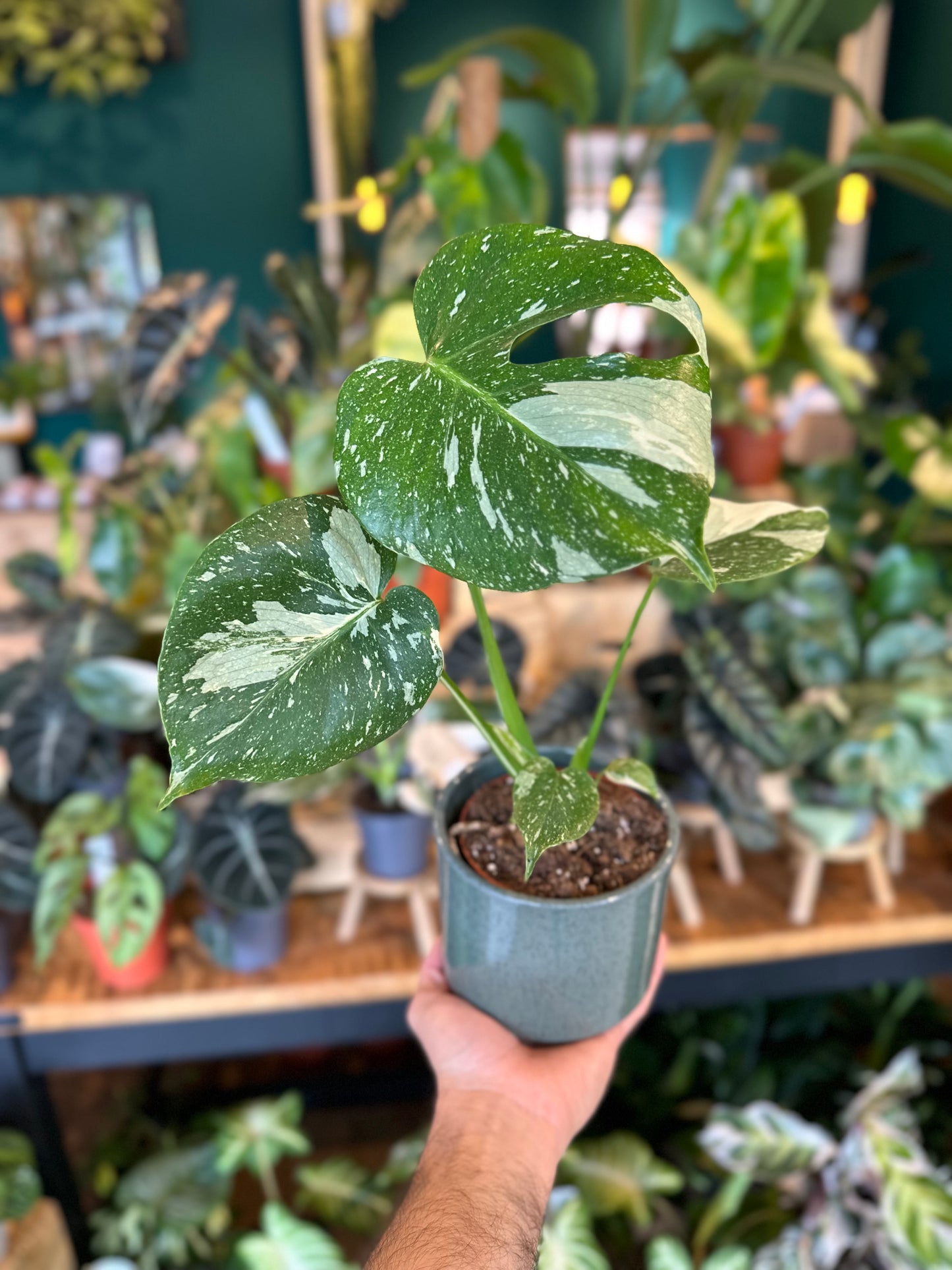 Monstera Thaï Constellation - Taille M 0906