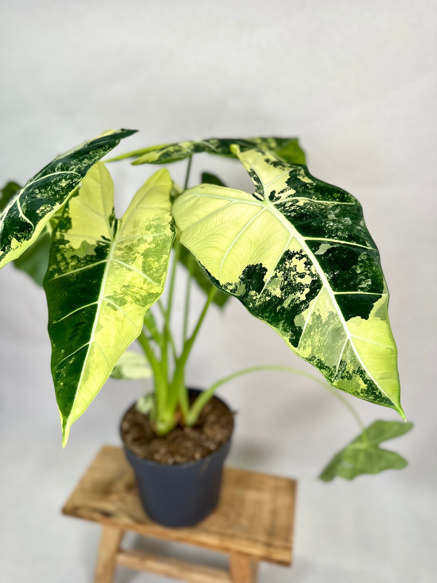 Alocasia Frydek variegata - Taille XL 1009