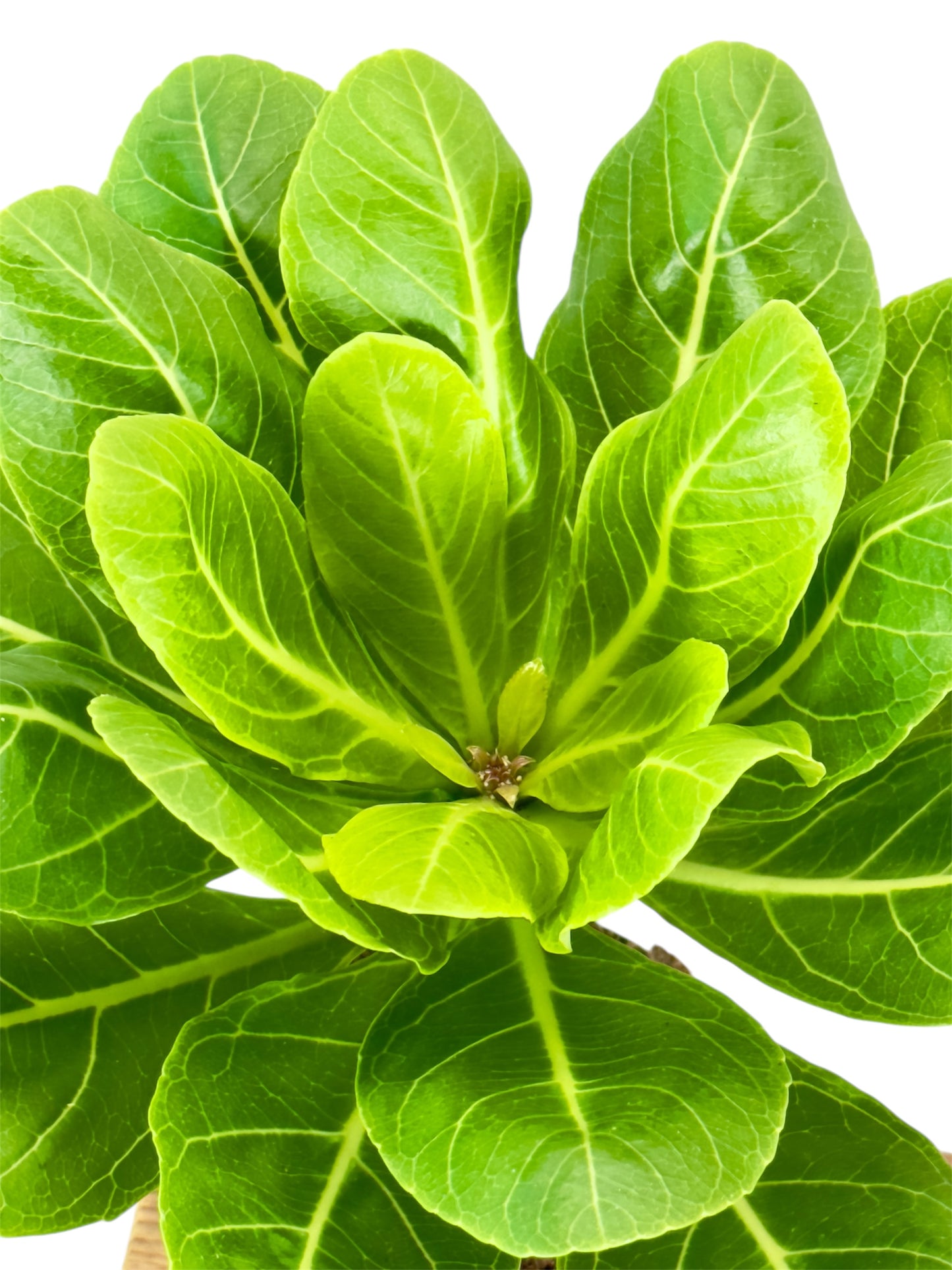 Brighamia insignis - Palmier de Hawaii