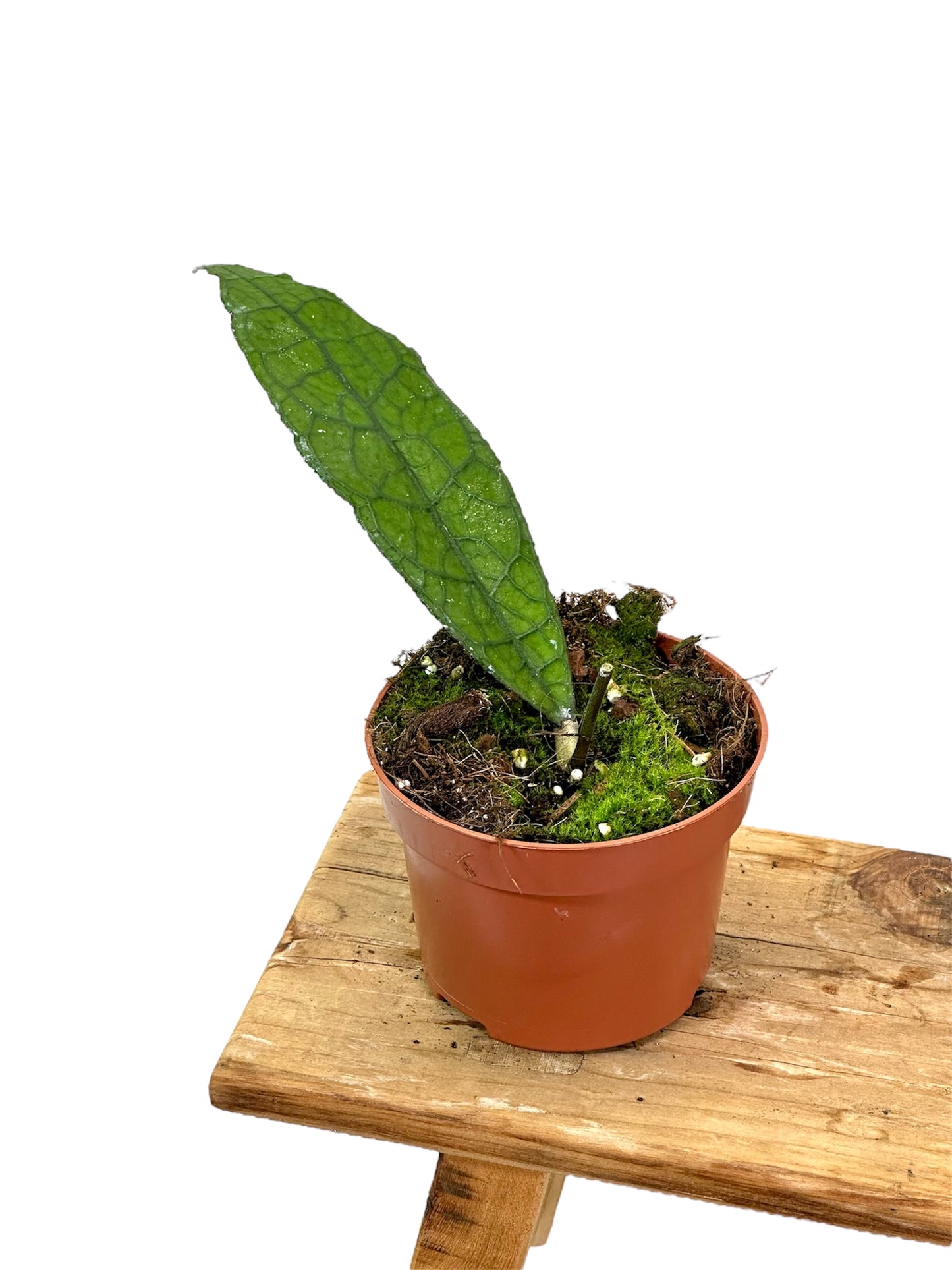 Hoya Clemensiorum Sumatra