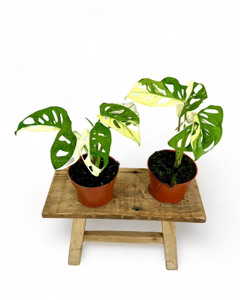 Monstera Adansonii variegata