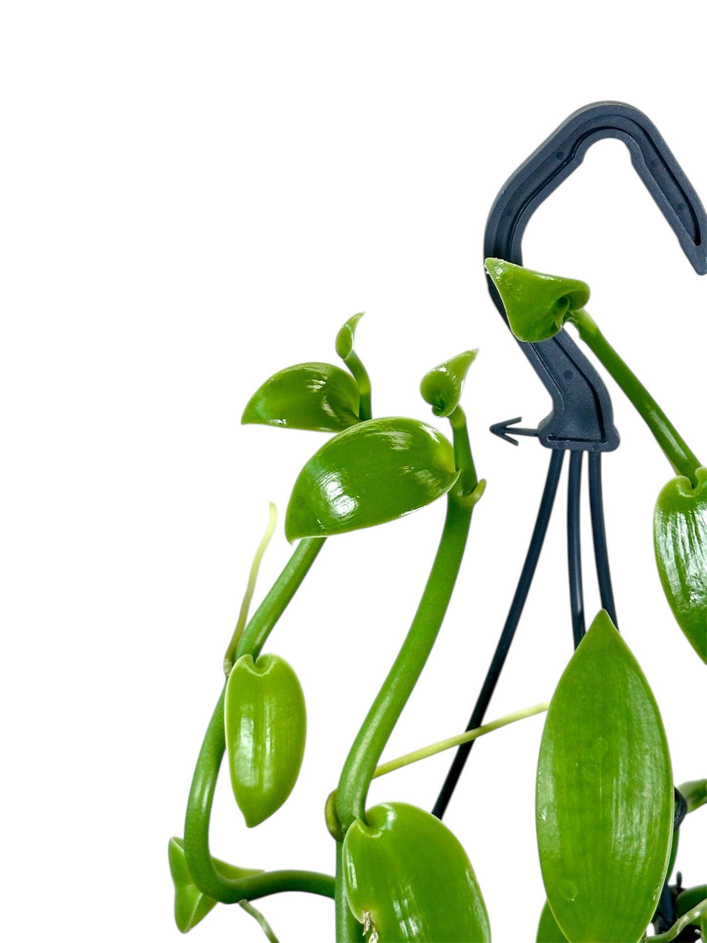 Plante de vanille ''Vanilla Planifolia'' - suspension