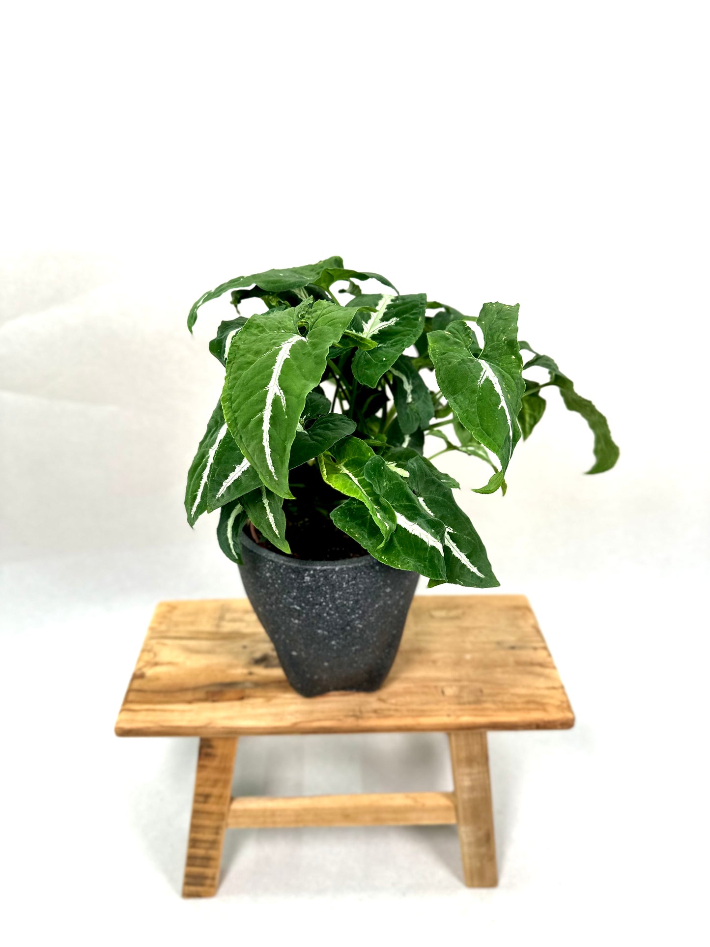 Syngonium Wendlandii