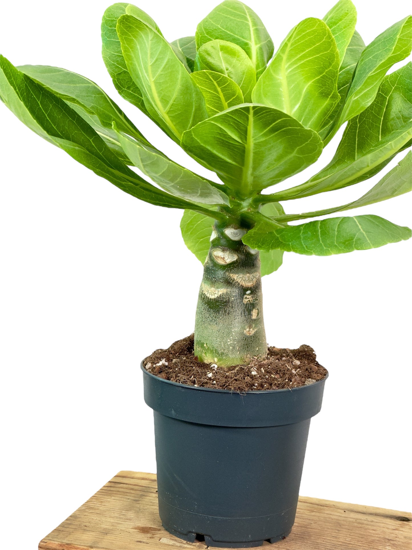 Brighamia insignis - Palmier de Hawaii