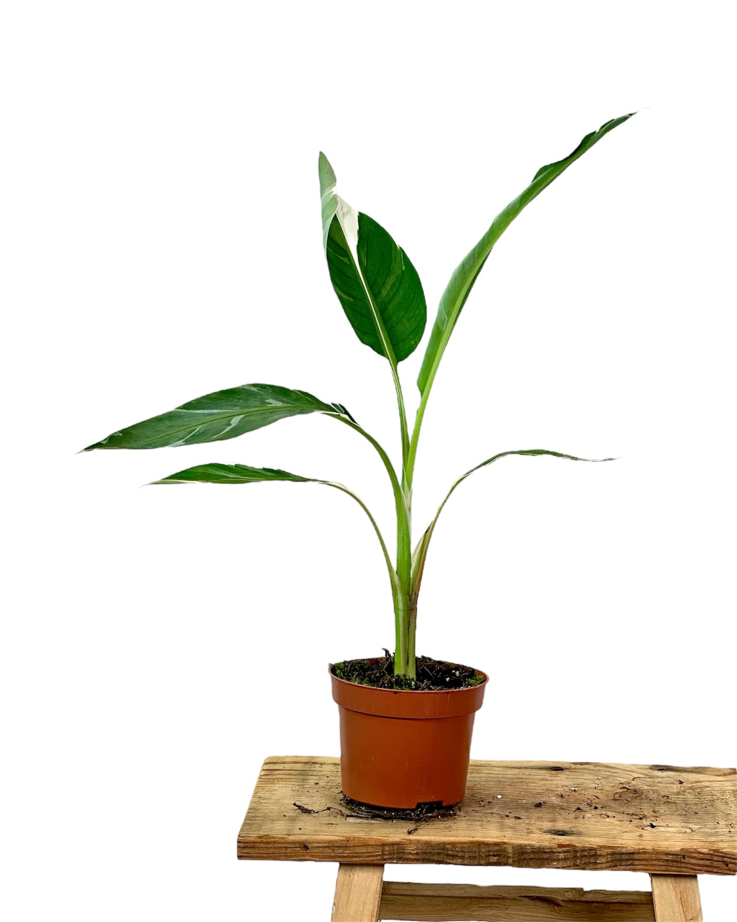 Musa Florida variegata