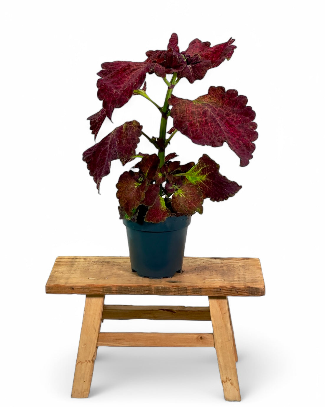 Coleus/Solenostemon Hybrid ''SP''
