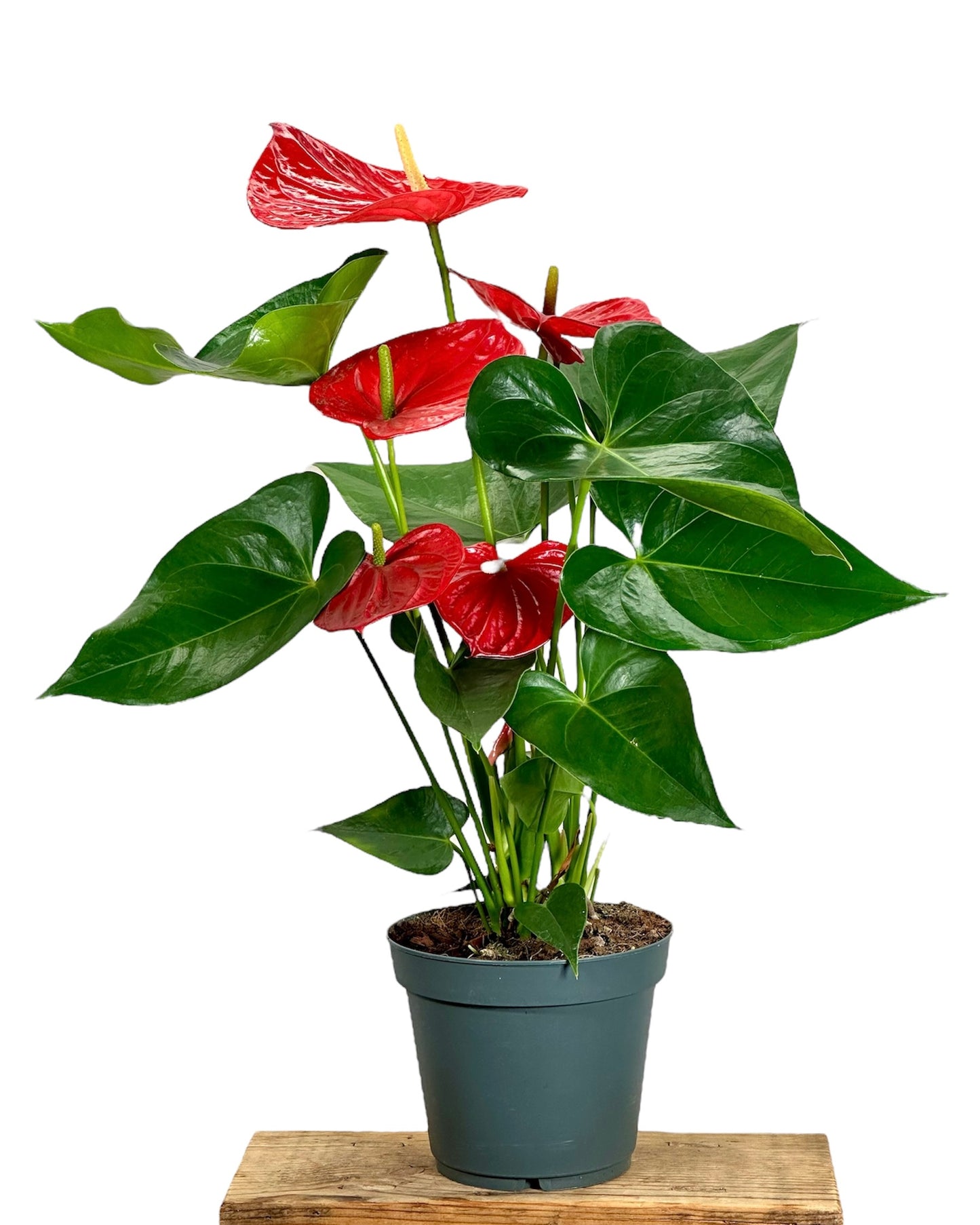 Anthurium Royal Red Champion - XL