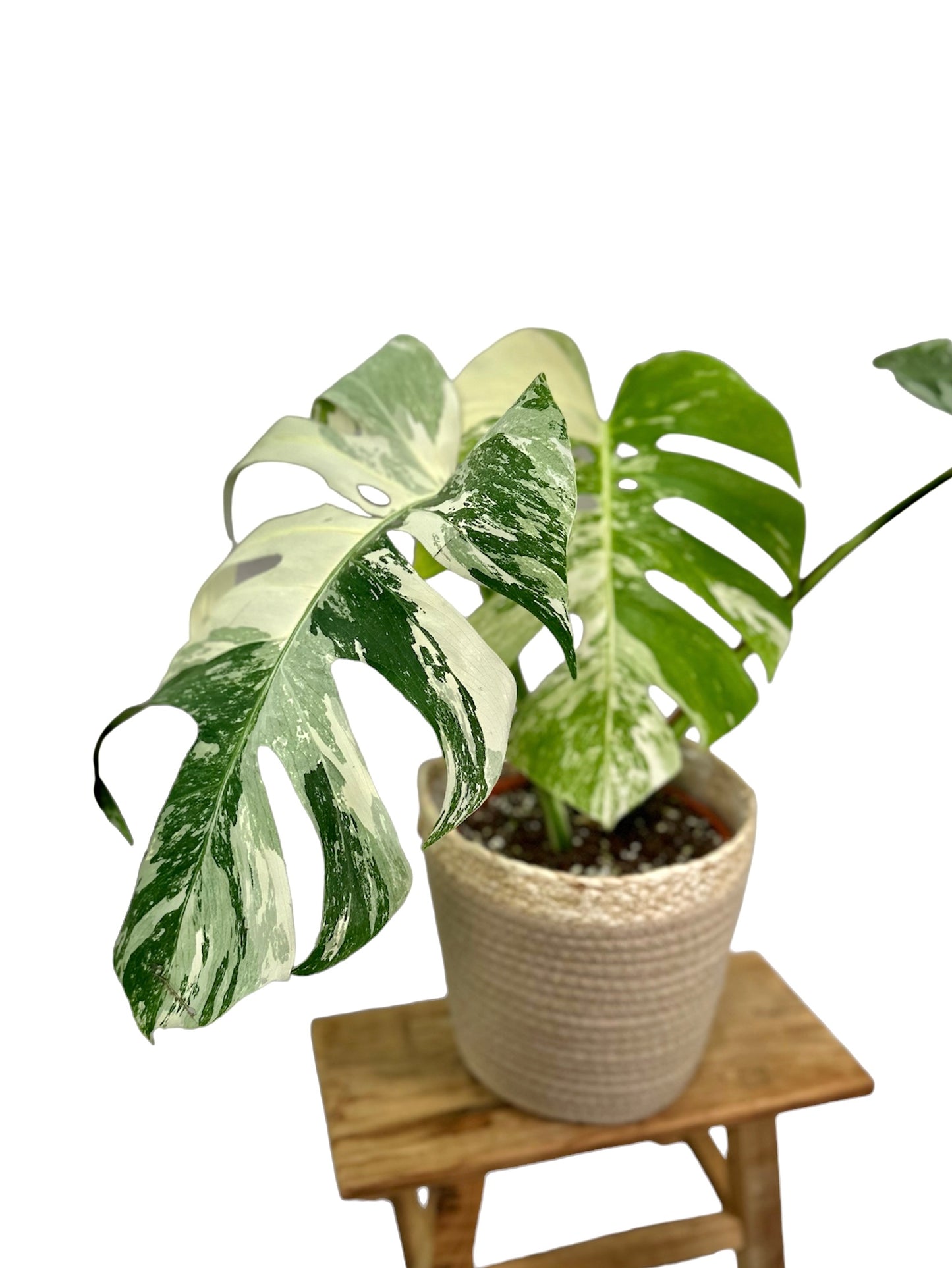 Monstera Deliciosa variegata 1001