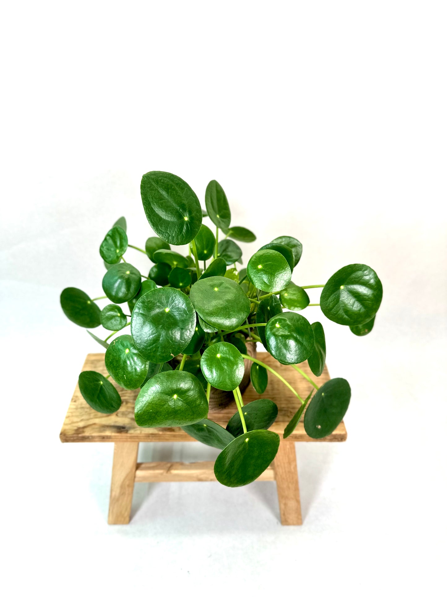 Pilea Peperomioides