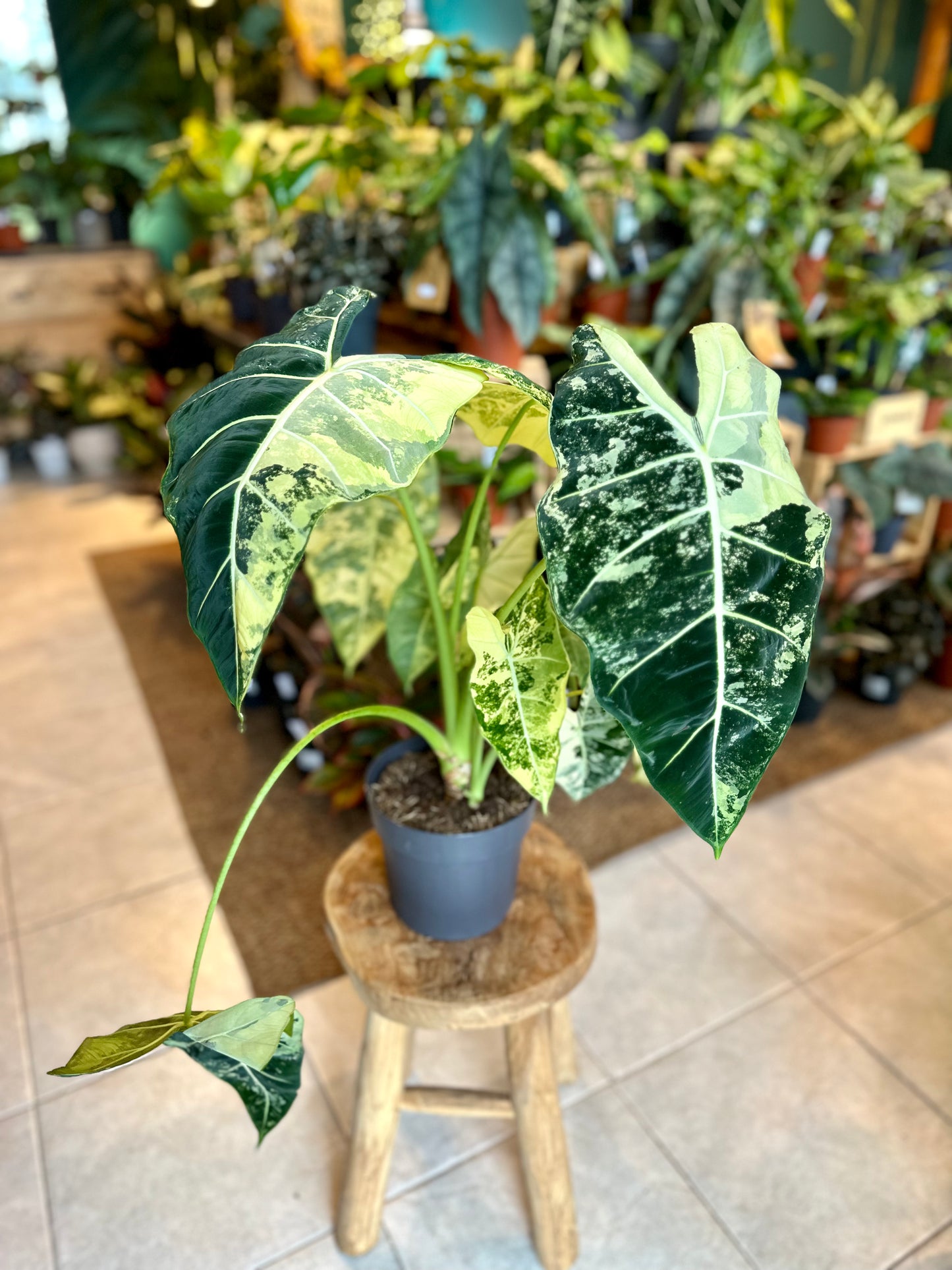 Alocasia Frydek variegata - Taille XL 1008