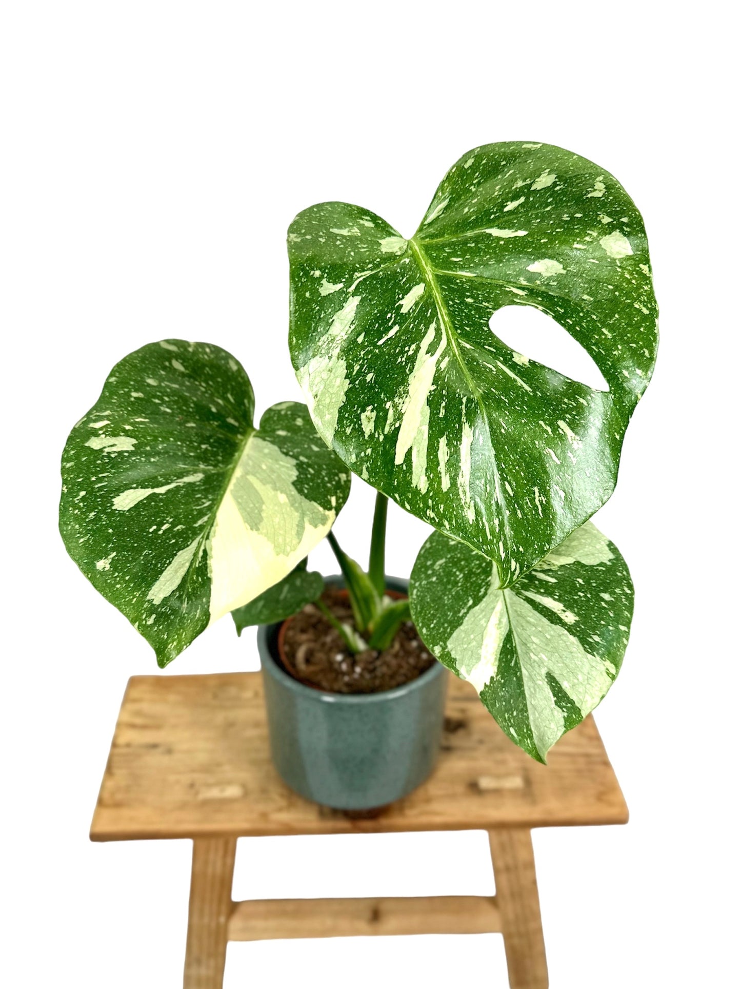 Monstera Thaï Constellation - Taille M 0908
