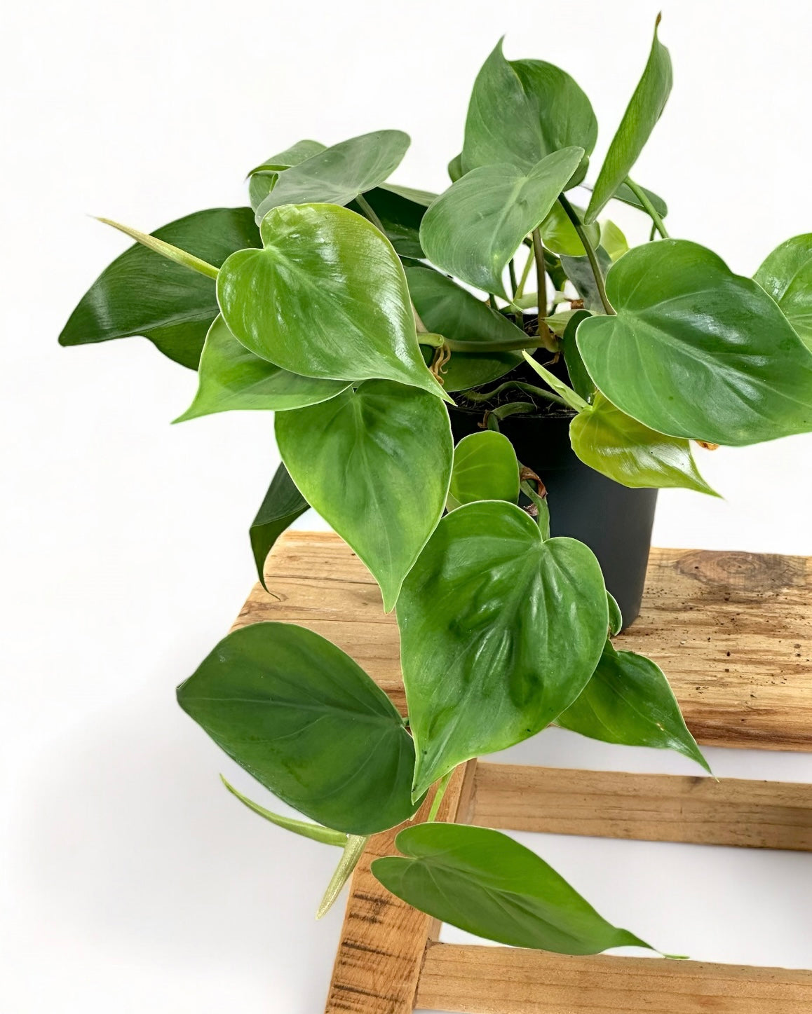 feuille philodendron Philodendron Scandens – La Belle Feuille