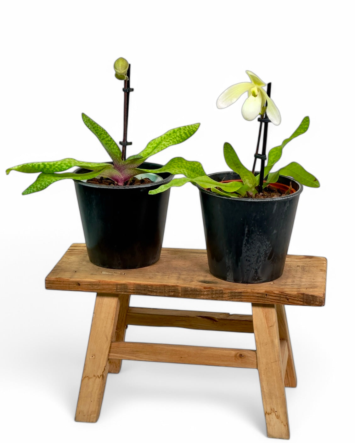 Paphiopedilum Niveum ''SP''