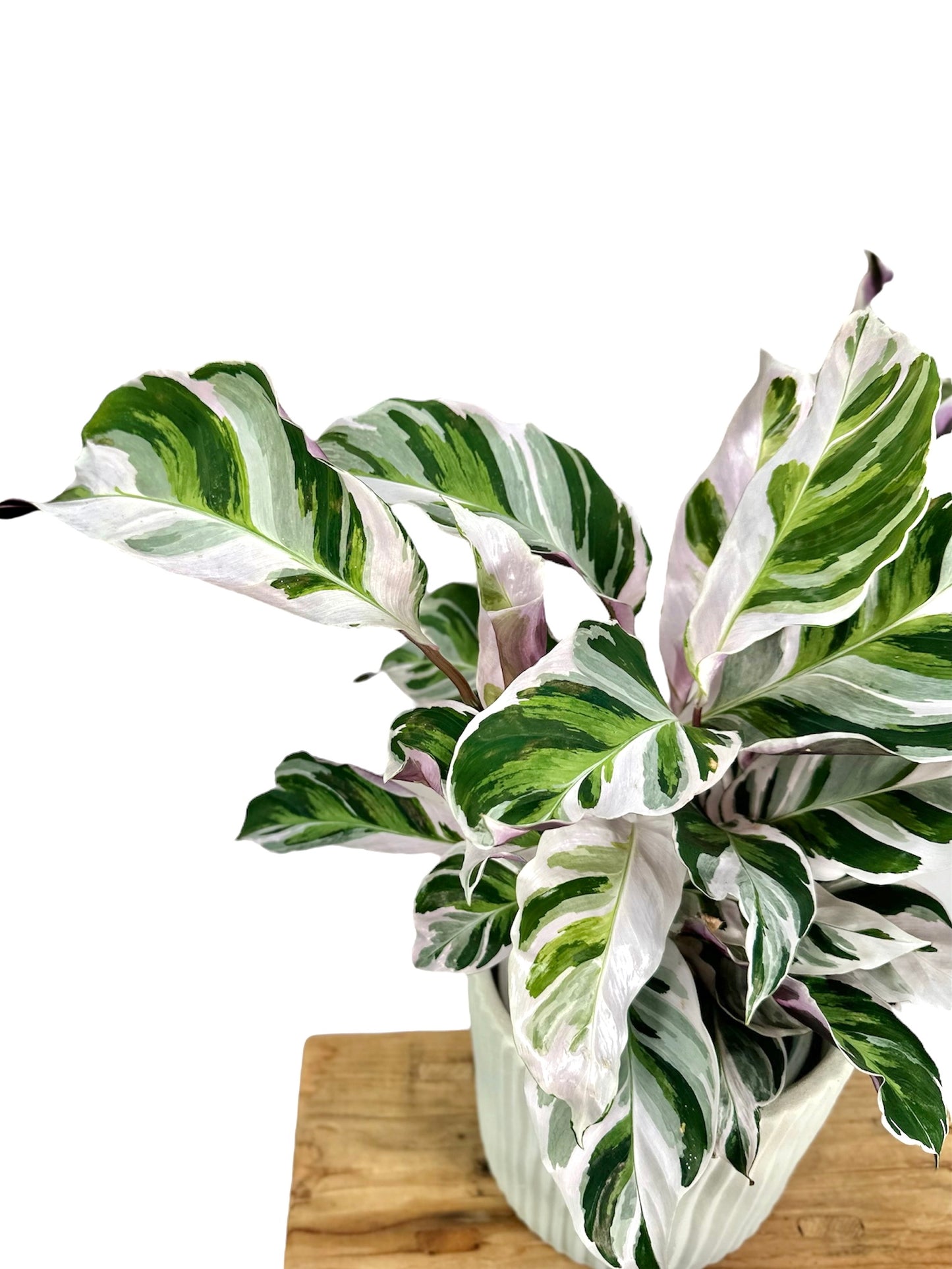 Calathea White Fusion
