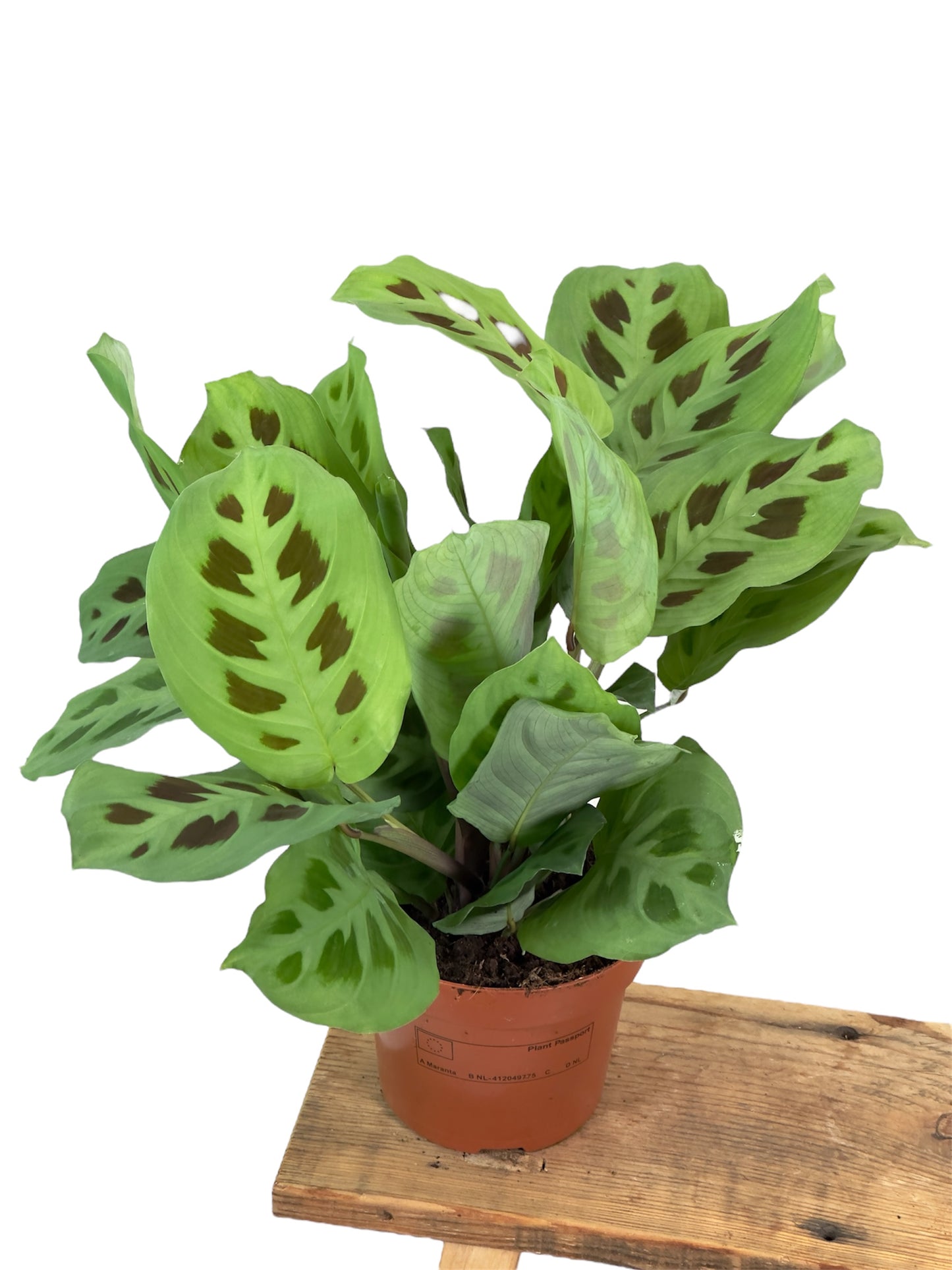 Maranta Kerchoveana