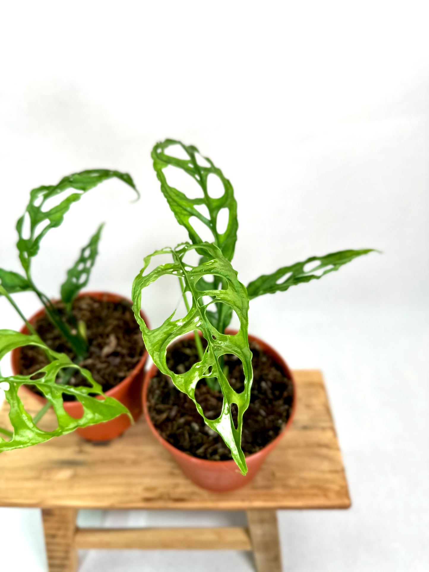 Monstera Obliqua Peru