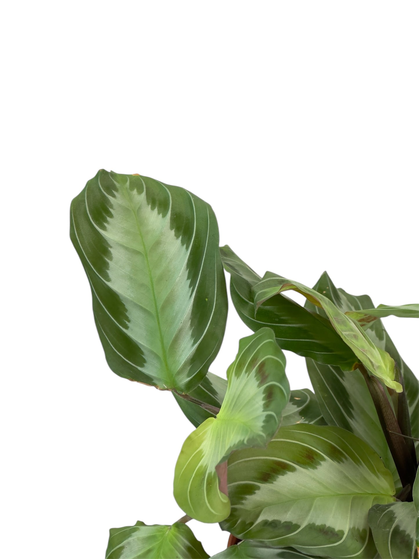 Maranta Silver Band