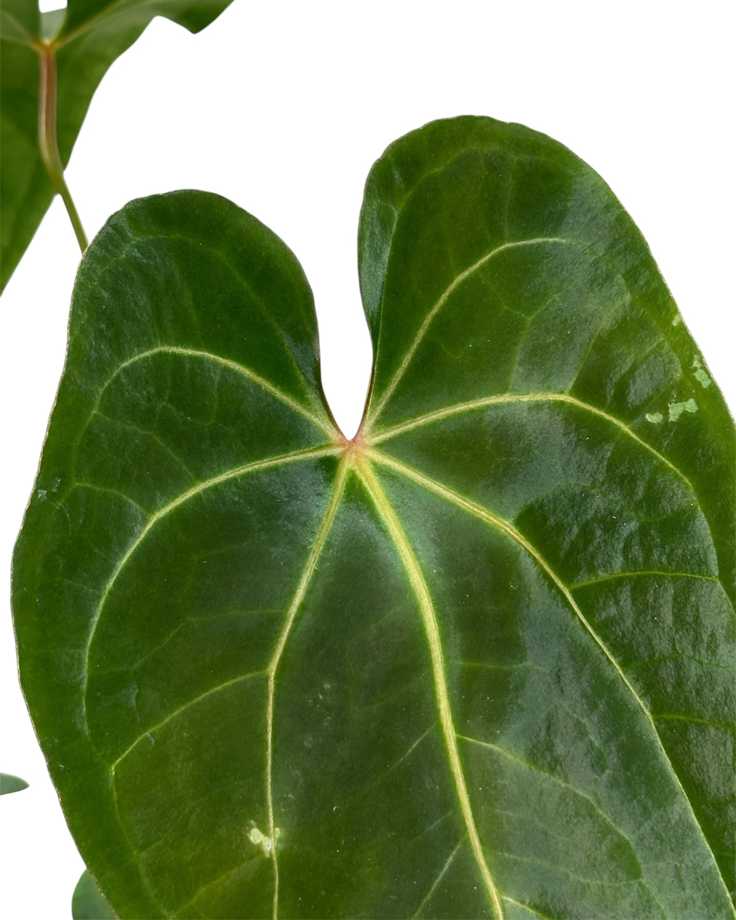 Anthurium Dark Phoenix