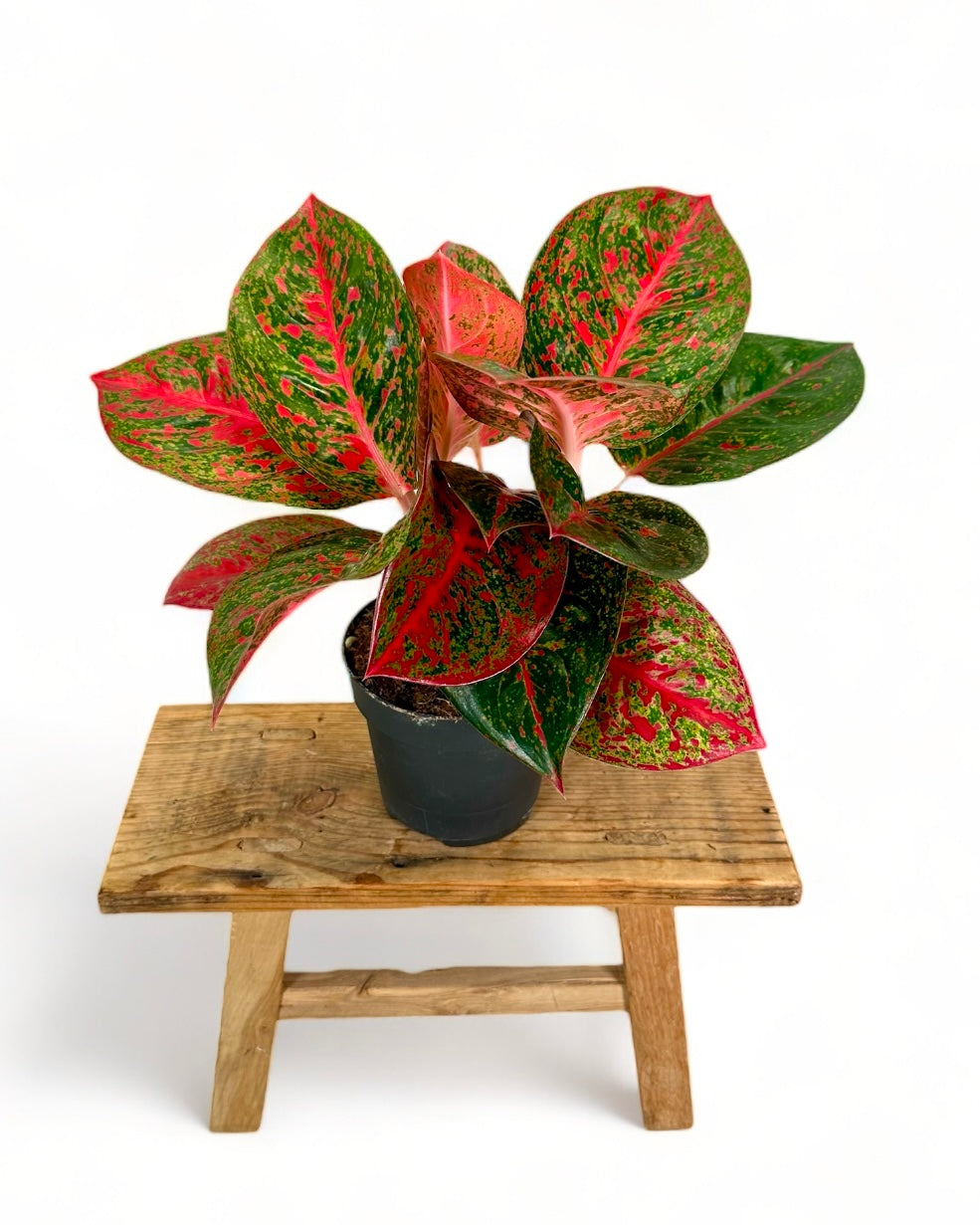 Aglaonema Avocado Red