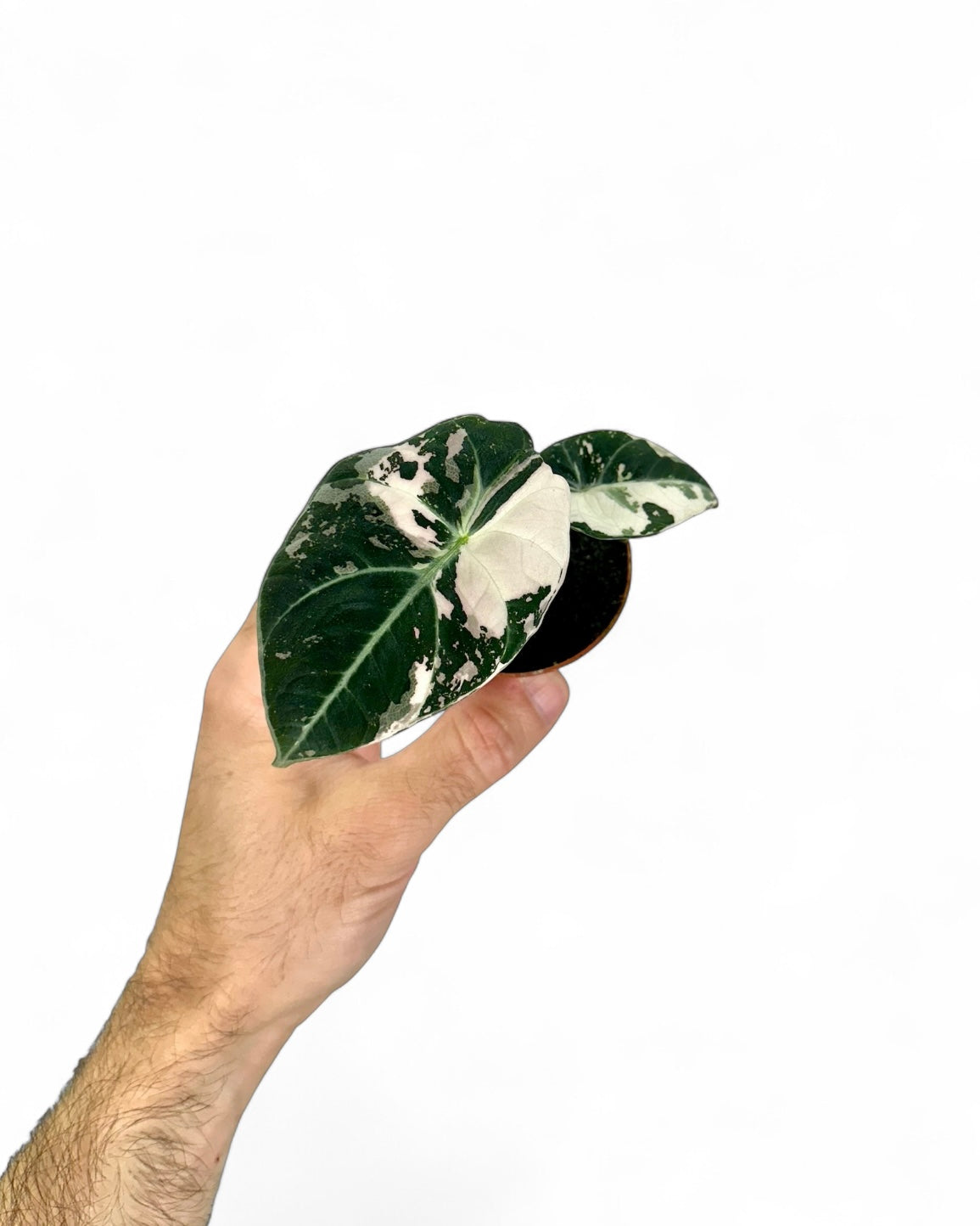 Alocasia Black Velvet Pink variegata - Baby plant
