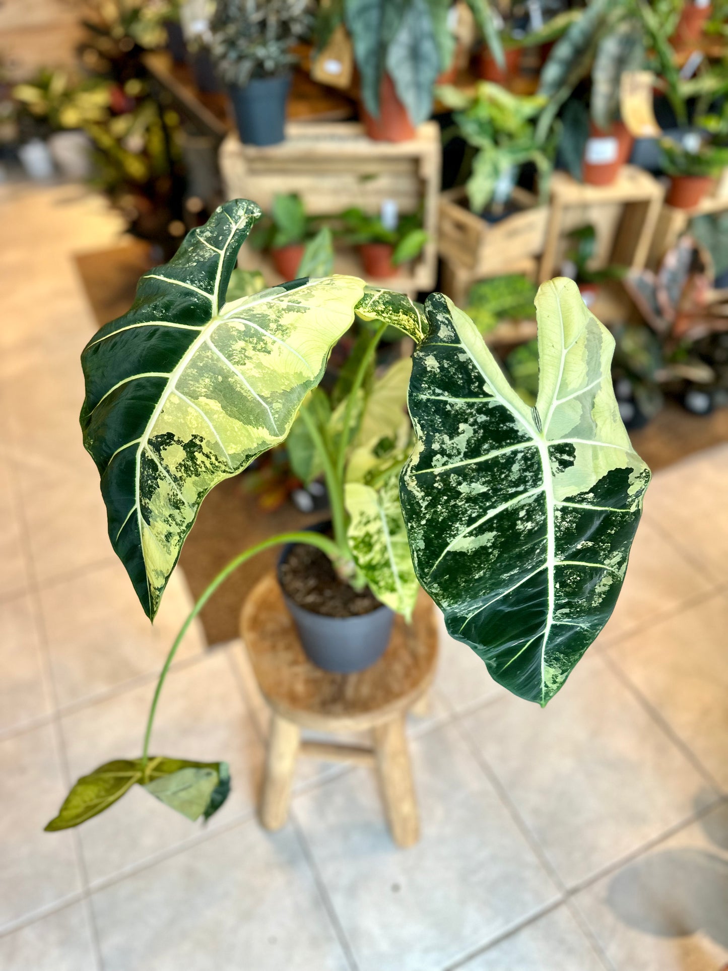 Alocasia Frydek variegata - Taille XL 1008