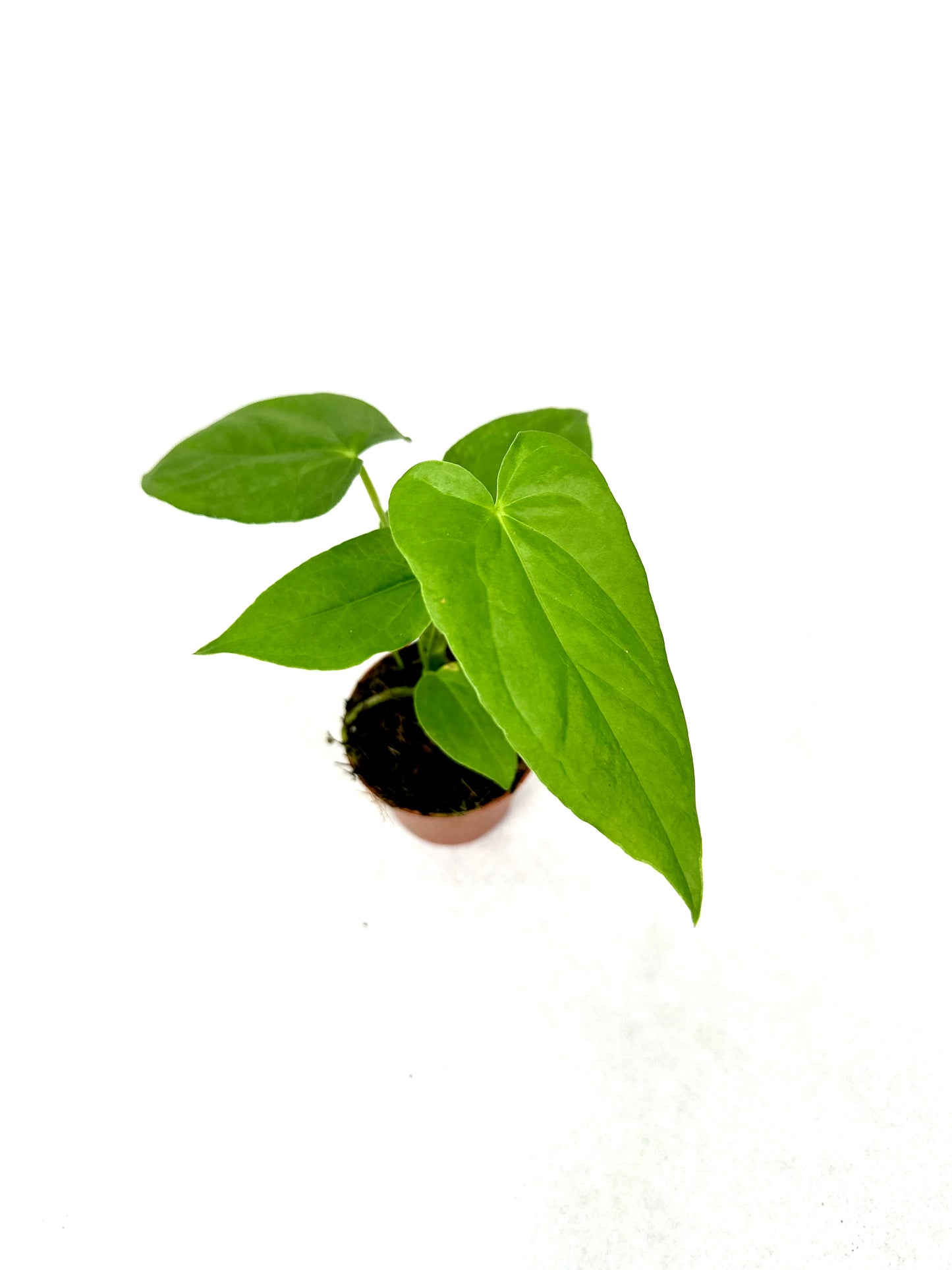 Anthurium Balaoanum - Baby plant