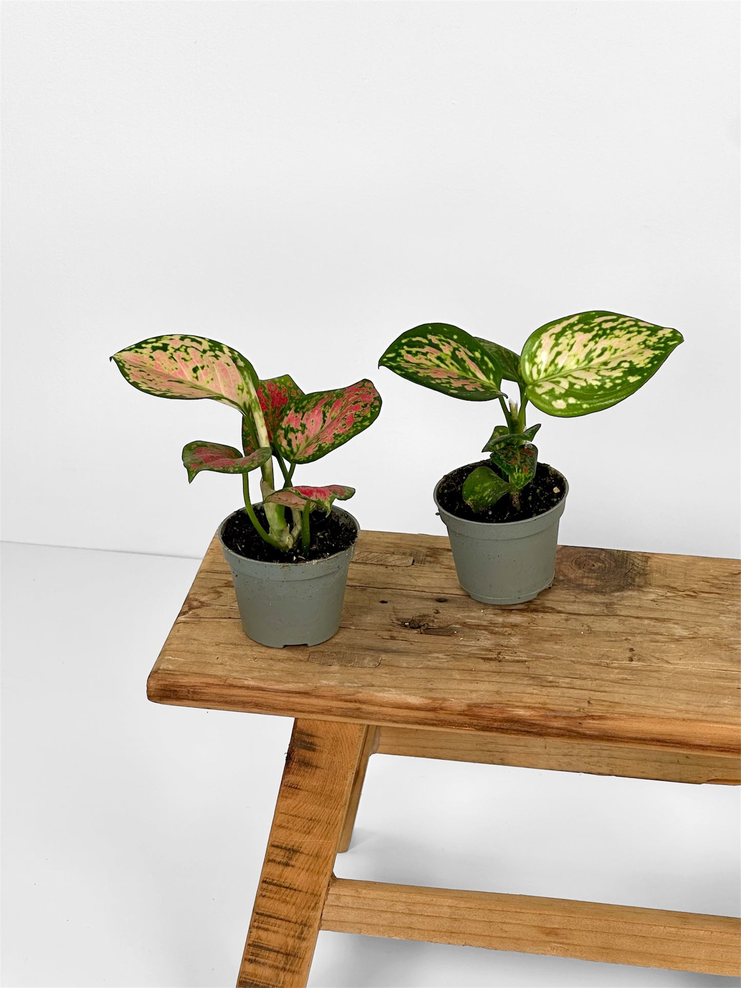 Aglaonema Beauty - Baby plant