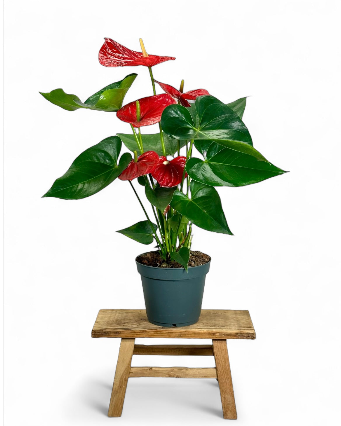 Anthurium Royal Red Champion - XL
