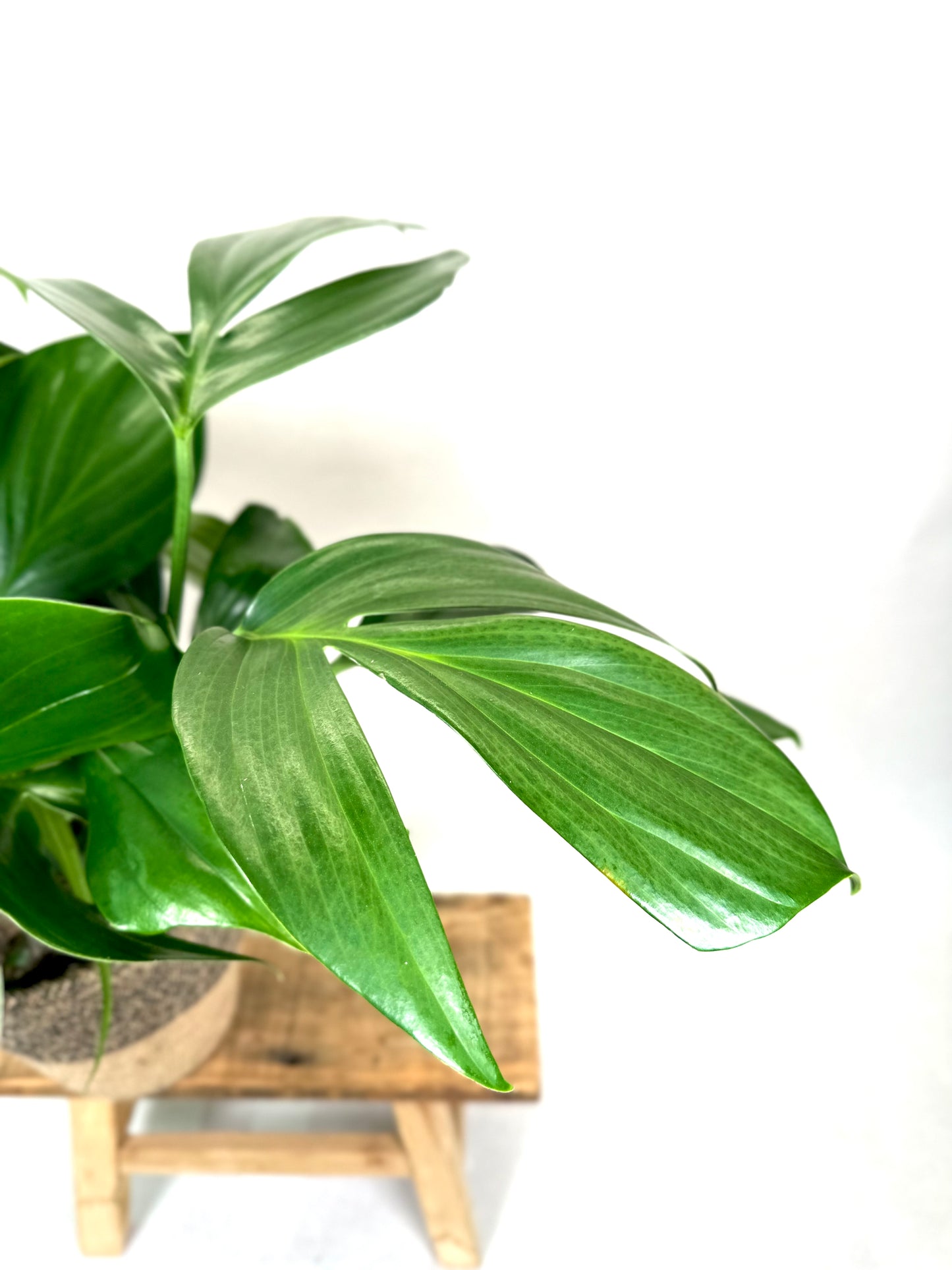 Philodendron Dragon Tail- Rhaphidophora Decursiva