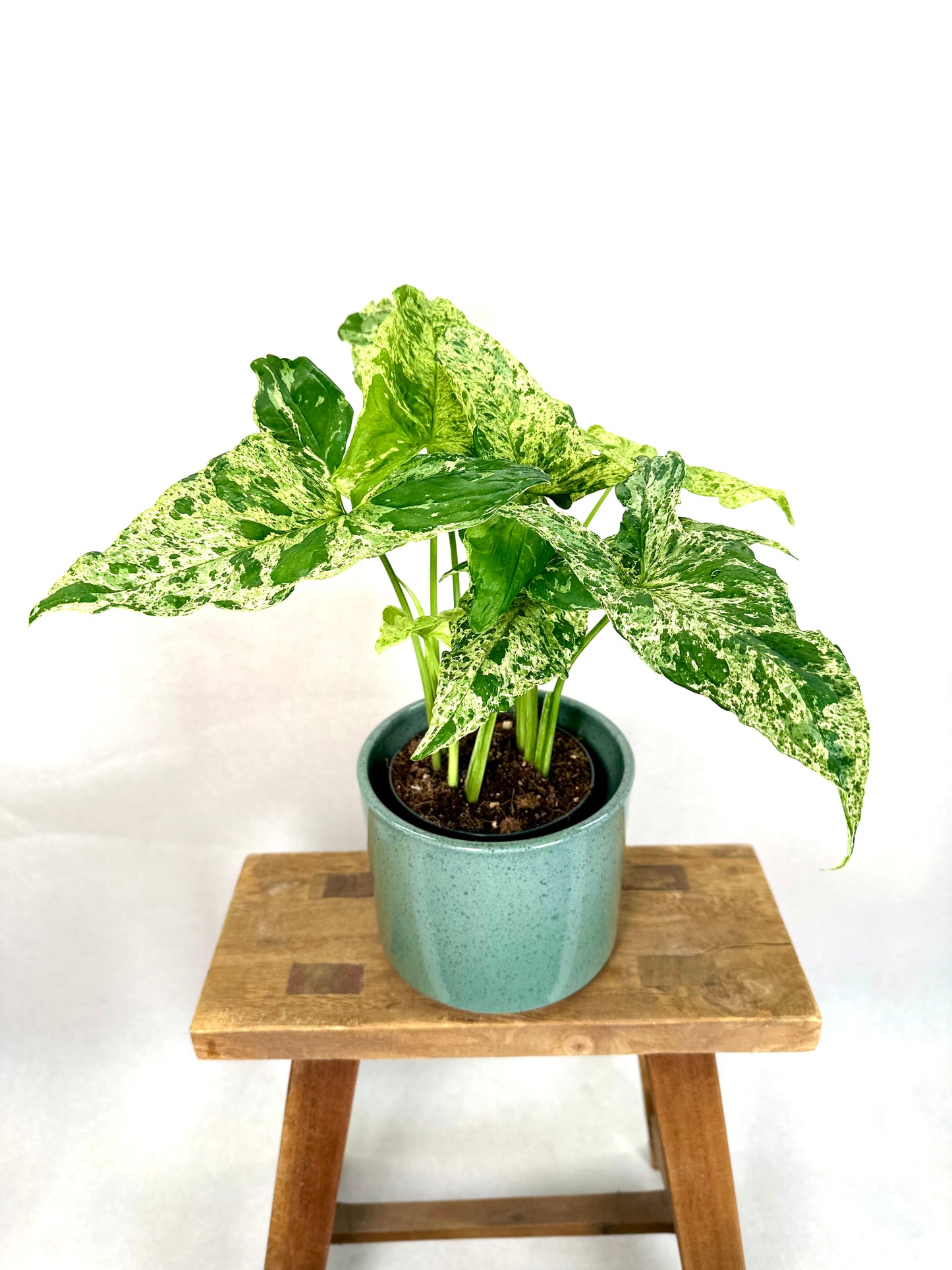 Syngonium Mottled Mojito