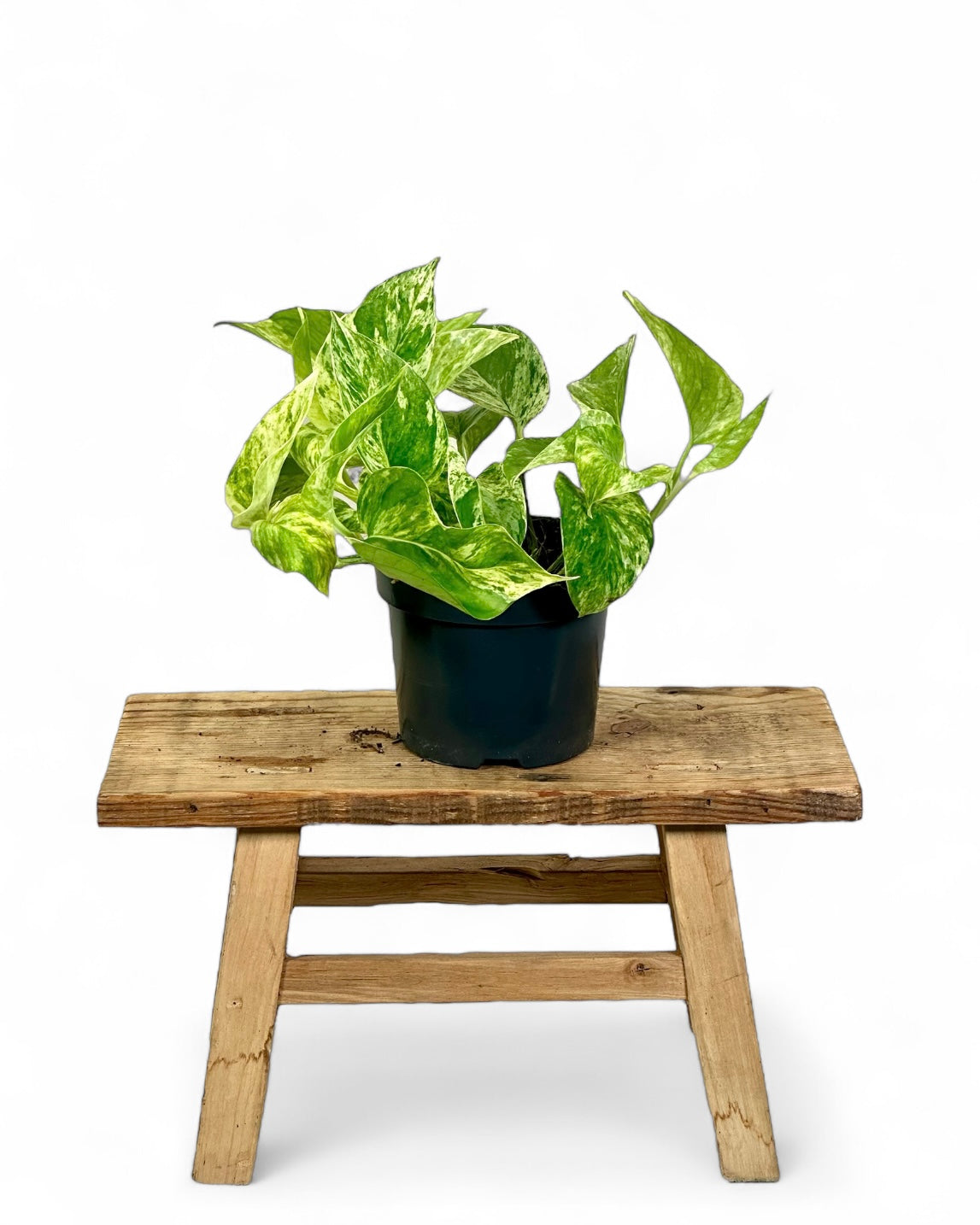 Epipremnum Marble Queen