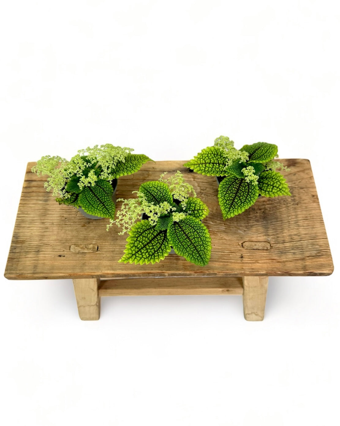 Pilea Moon Valley - Baby plant