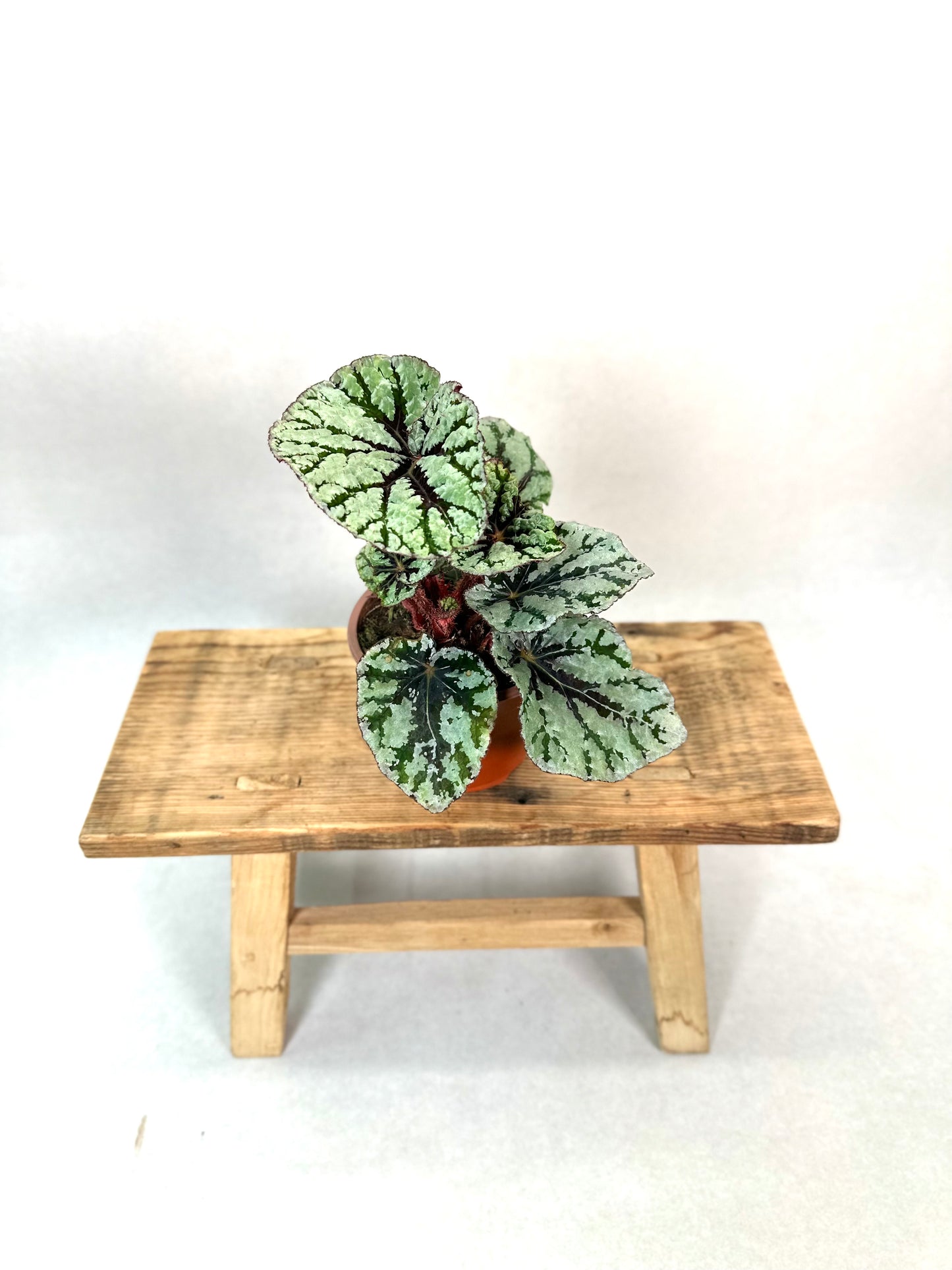 Begonia Rex Fedor