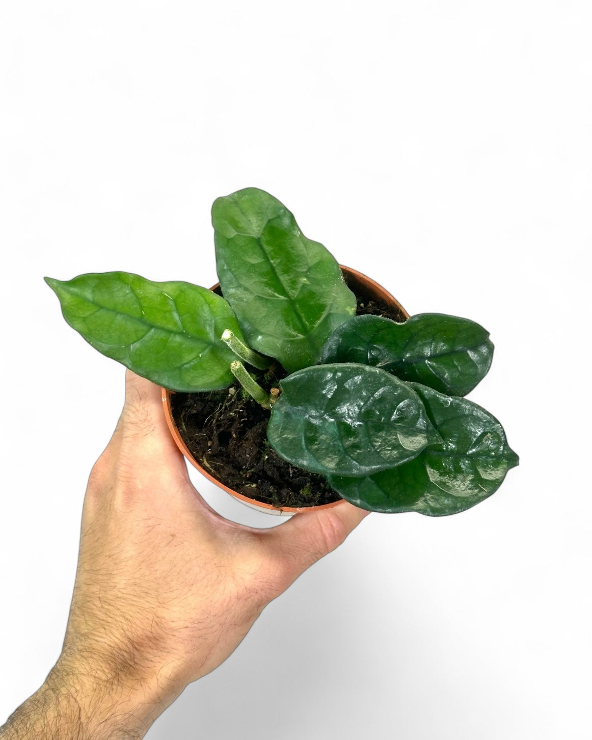 Hoya Villosa