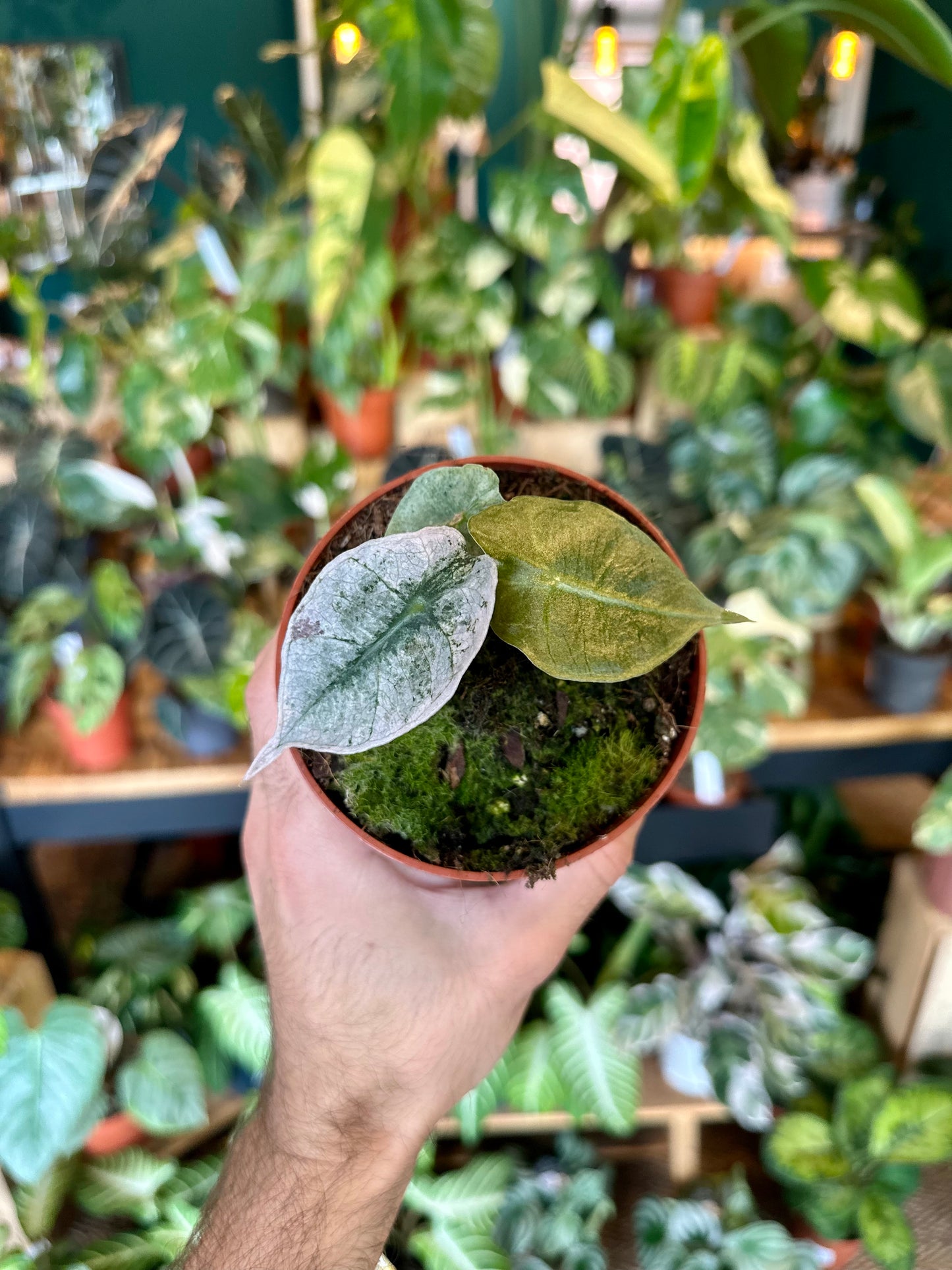 Alocasia Polly variegata 0902