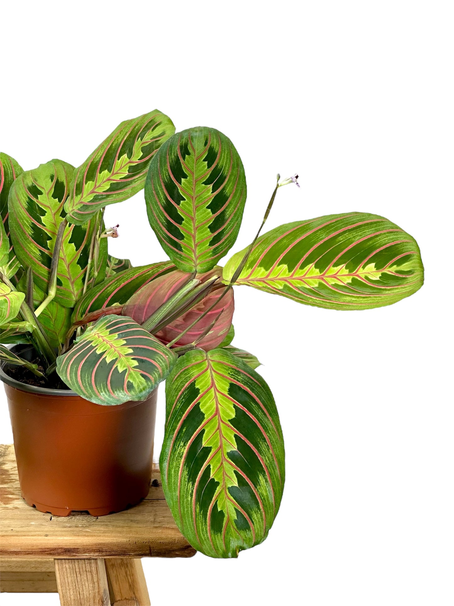 Maranta Leuconeura Fascinator
