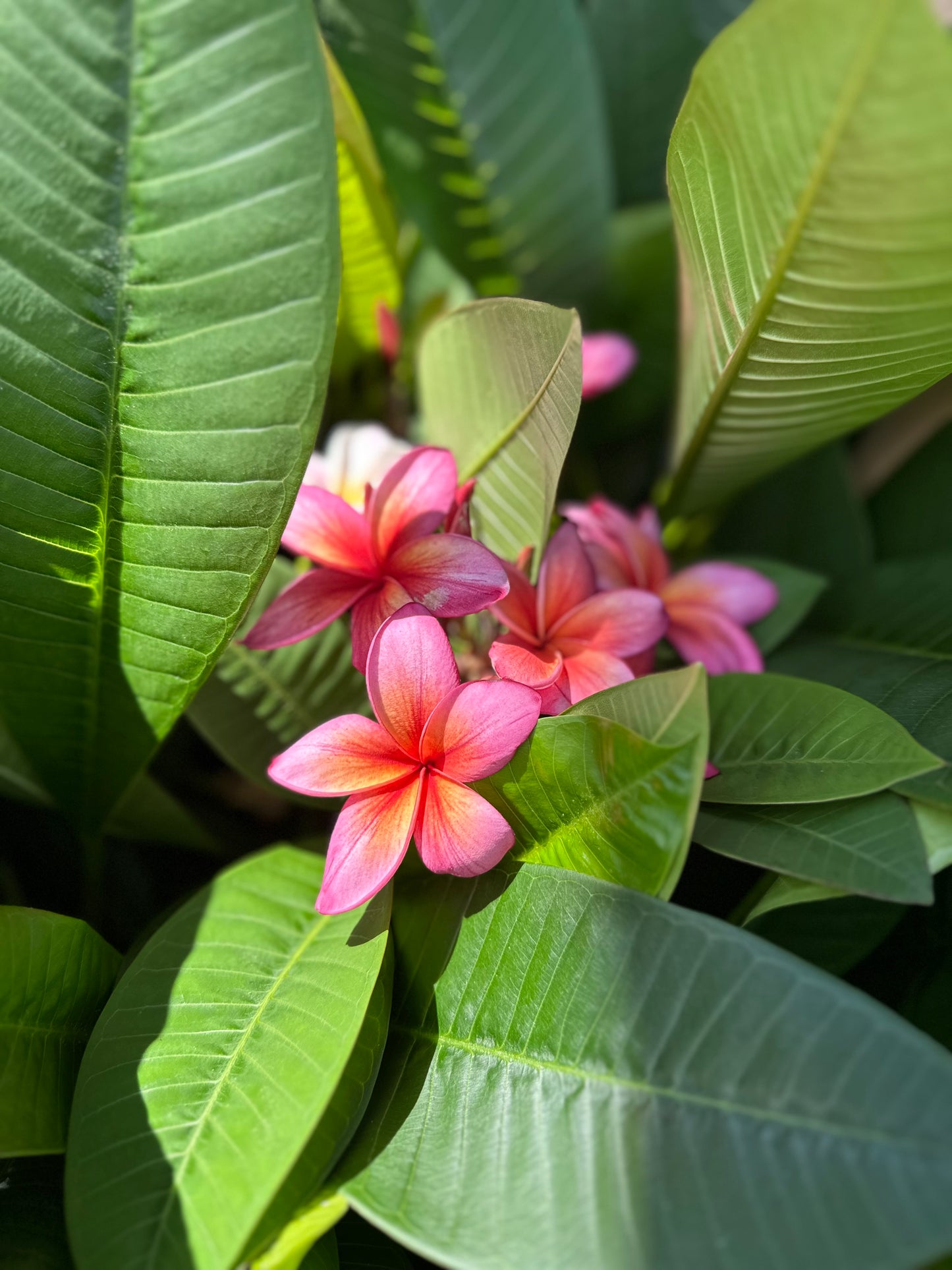 Plumeria - Frangipanier
