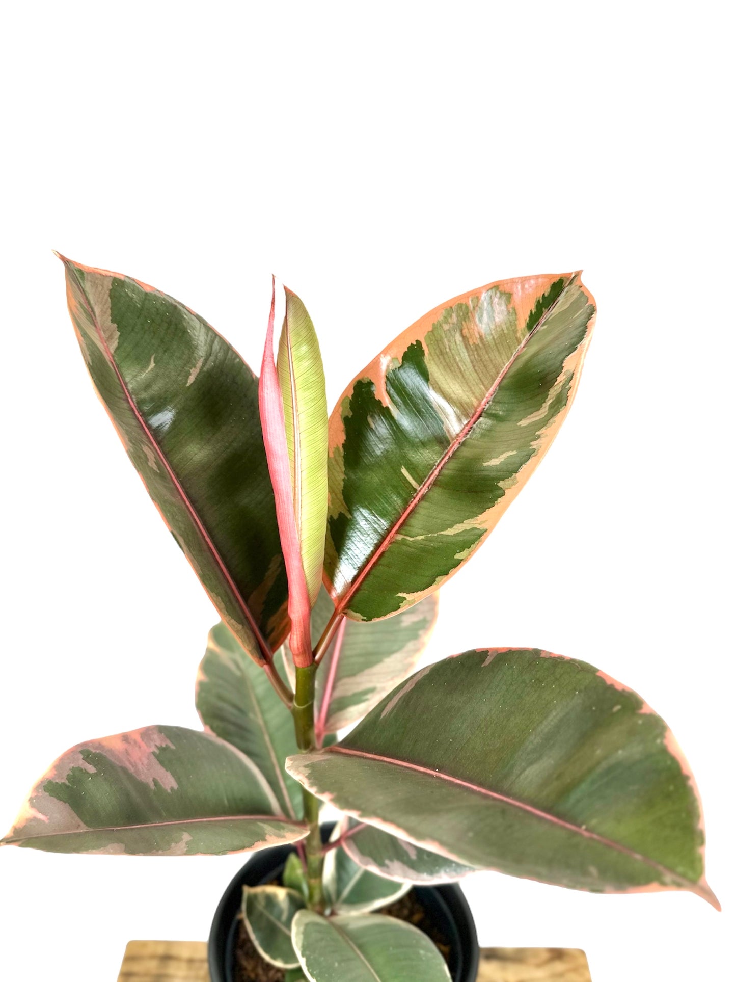 Ficus Elastica Ruby
