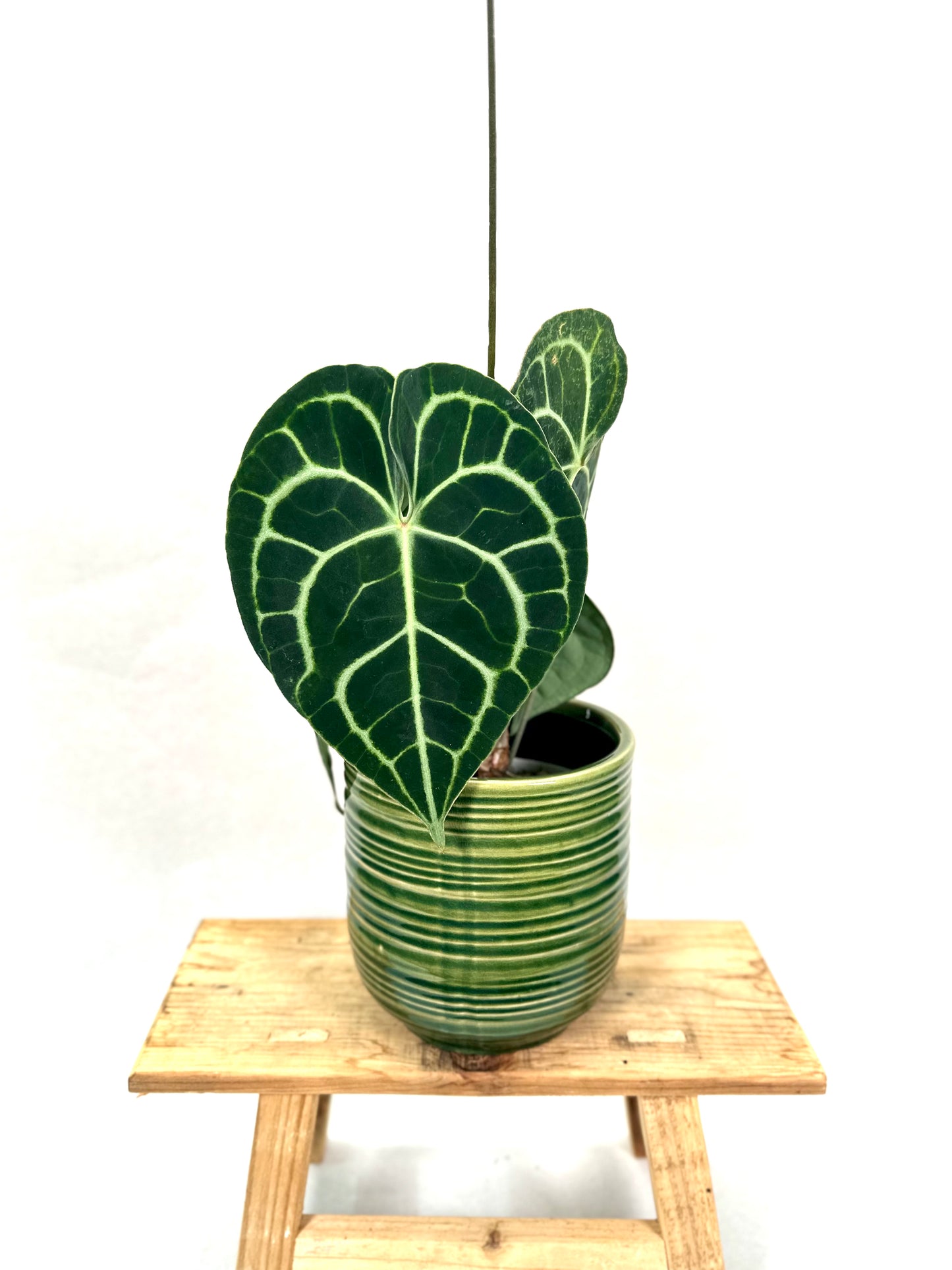 Anthurium Clarinervium