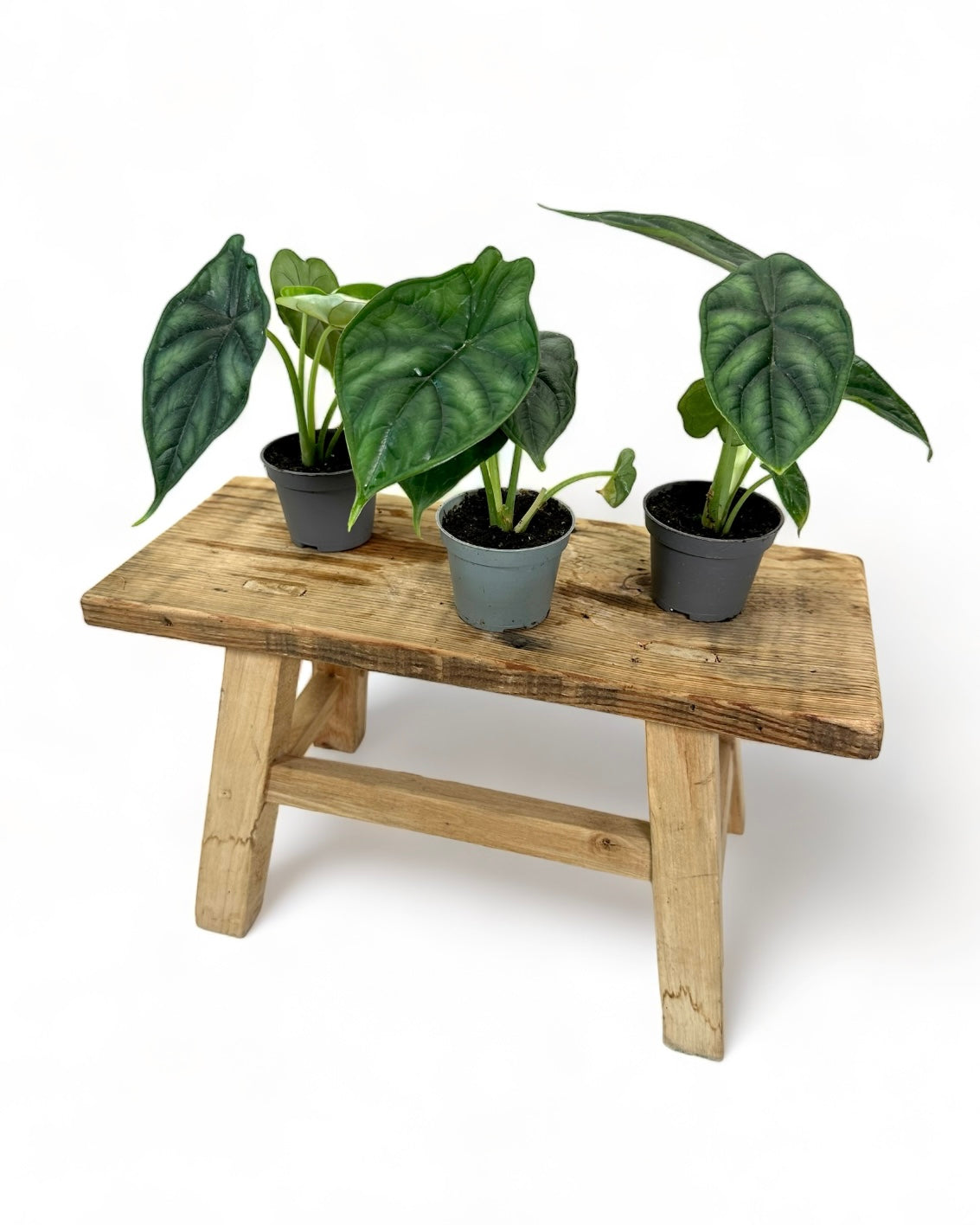 Alocasia Dragon Scale - Baby plant