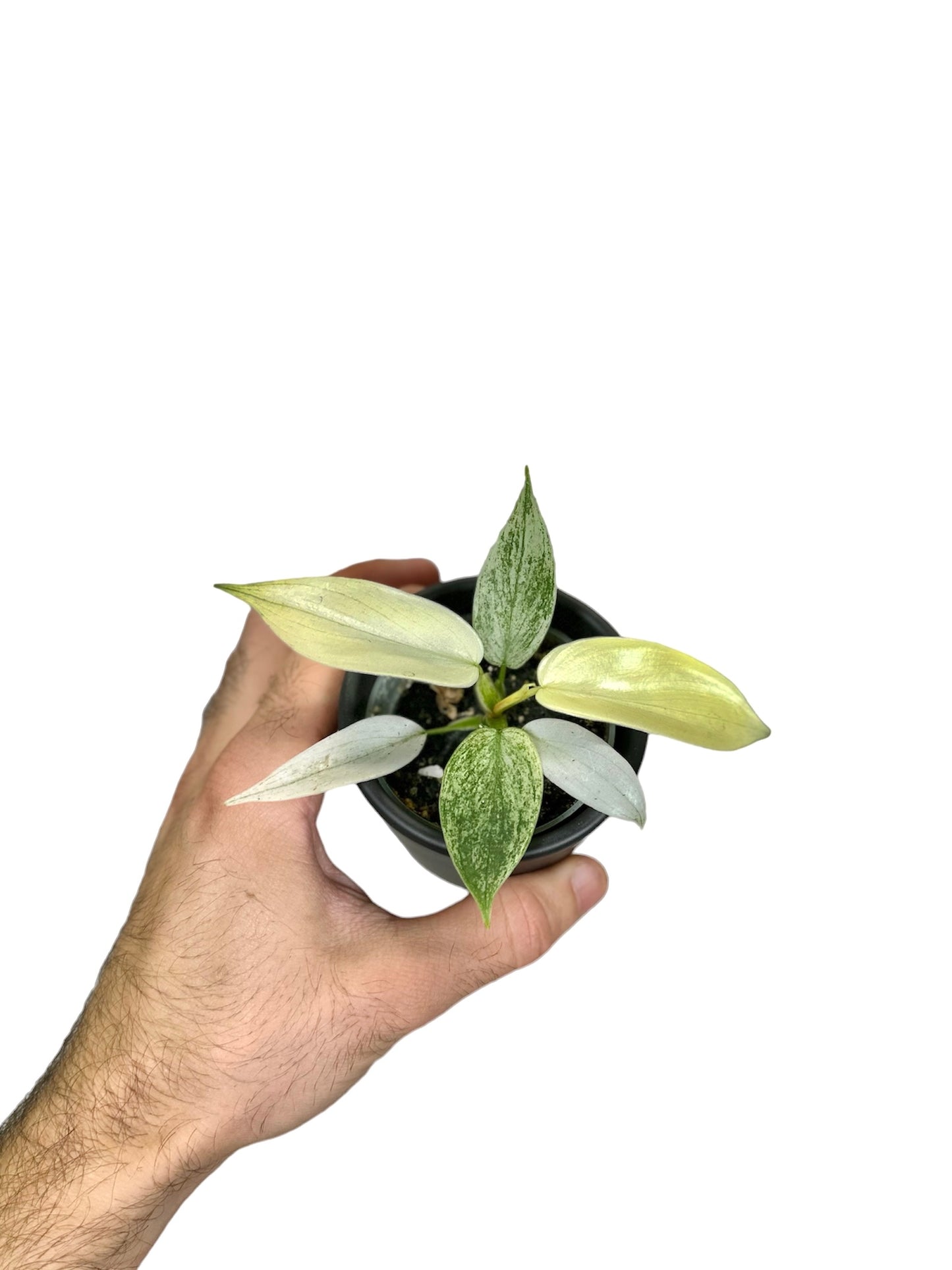 Philodendron Florida Ghost - Baby plant