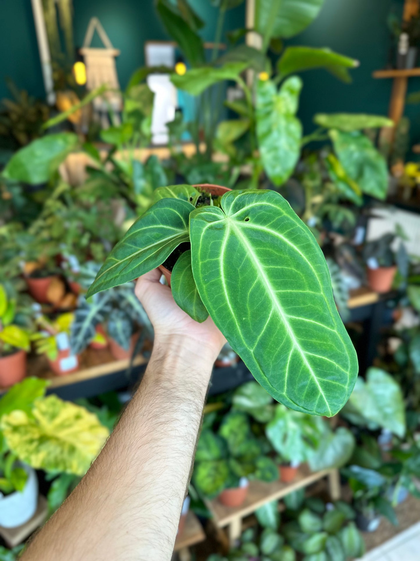 Anthurium Villeanaorum